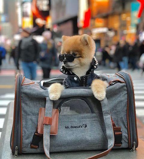 First-Class Style for Furry Travelers