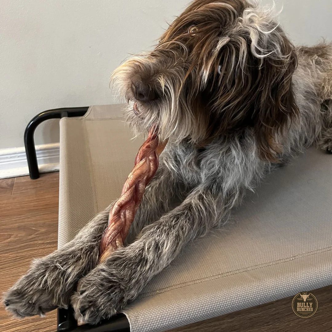 Bully Bunches 12 Inch Jumbo Braided Bully Stick - Image 8