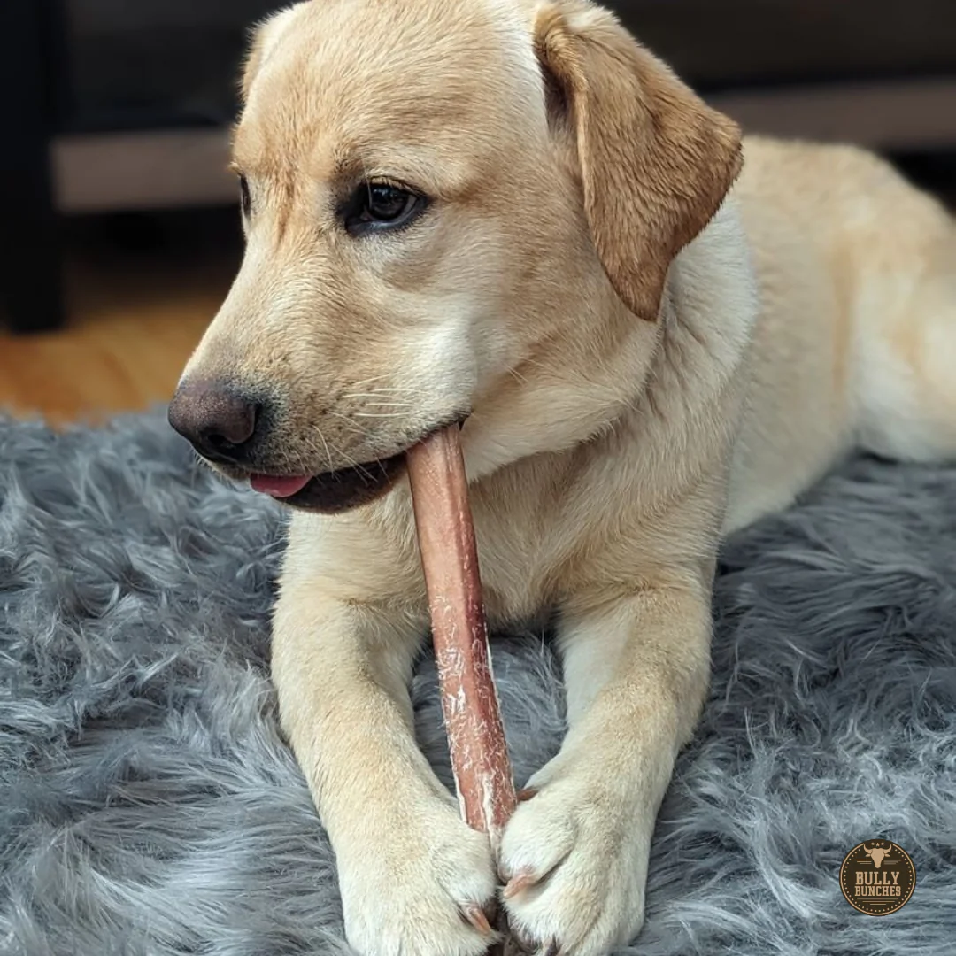Bully Bunches 12 Inch Jumbo Bully Stick - Image 9