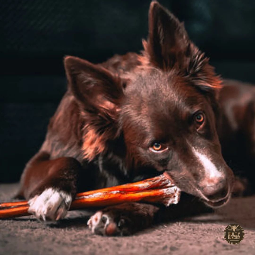 Bully Bunches 12 Inch Monster Bully Stick - Image 9
