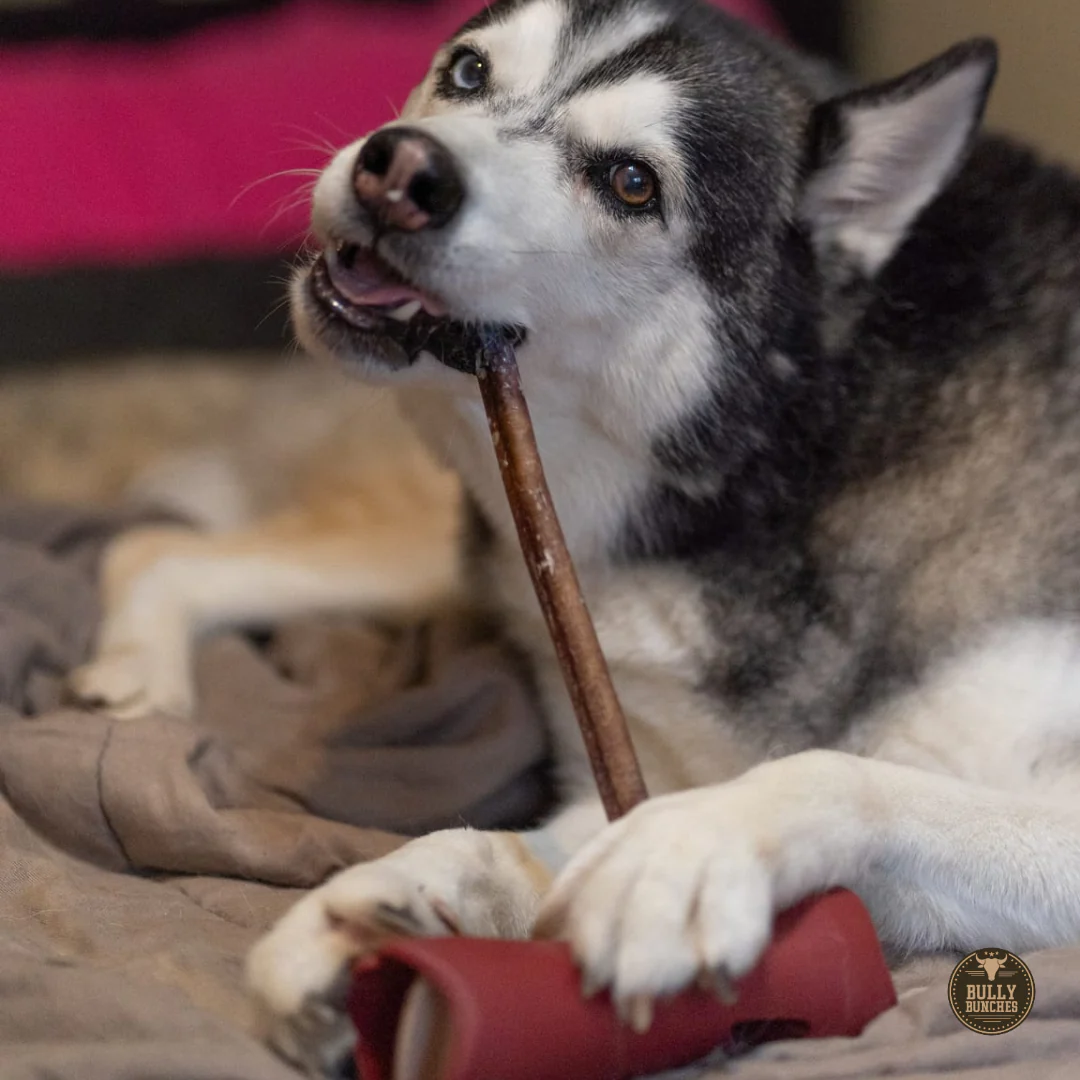 Bully Bunches 12 Inch Standard Bully Stick - Image 8