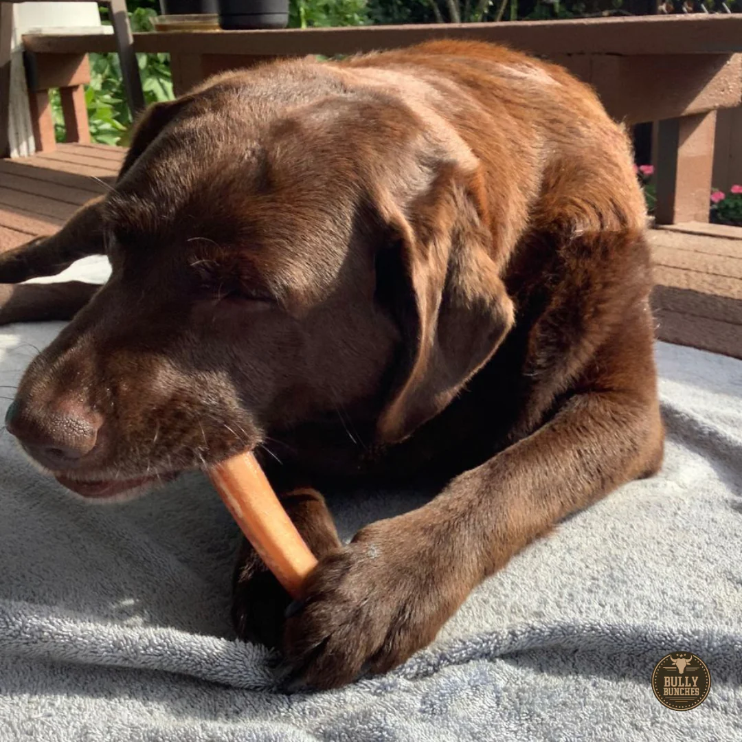 Bully Bunches 6 Inch Jumbo Bully Stick - Image 7