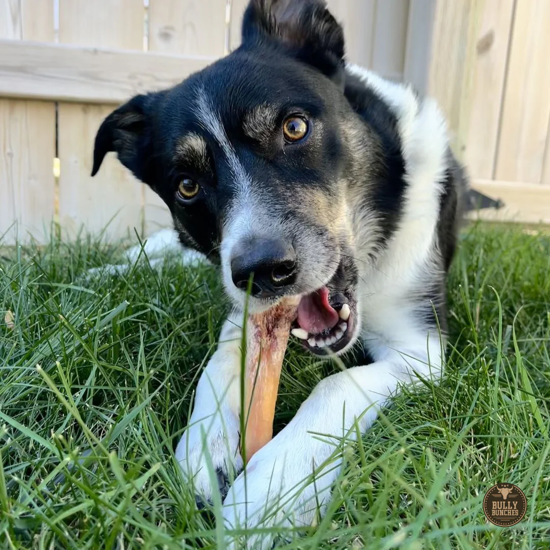 Bully Bunches 6 Inch Monster Bully Stick - Image 8