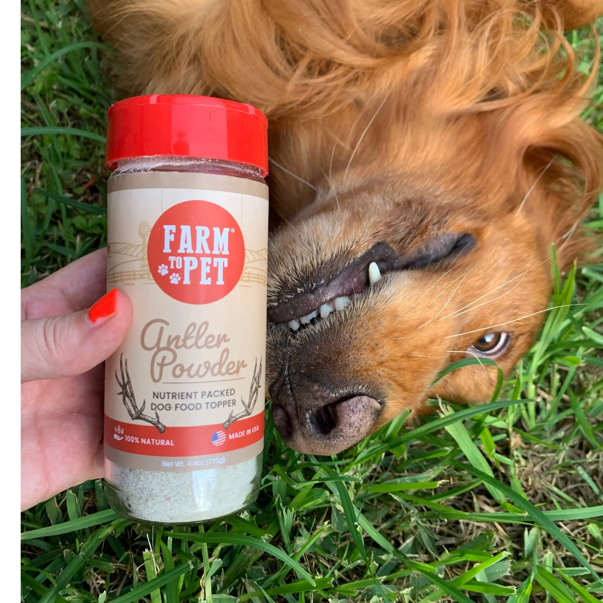 Antler Powder Dog Food Topper - Image 6