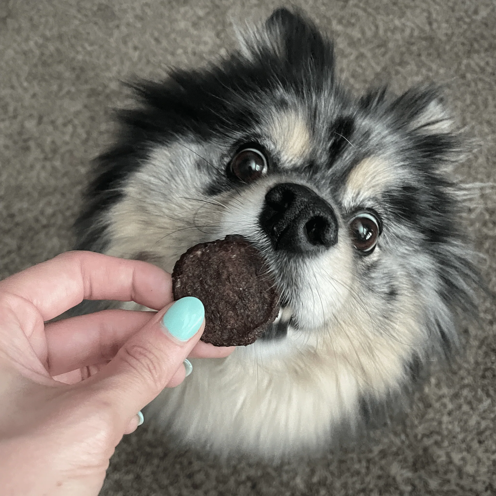 Beef Chips for Dogs - Image 5