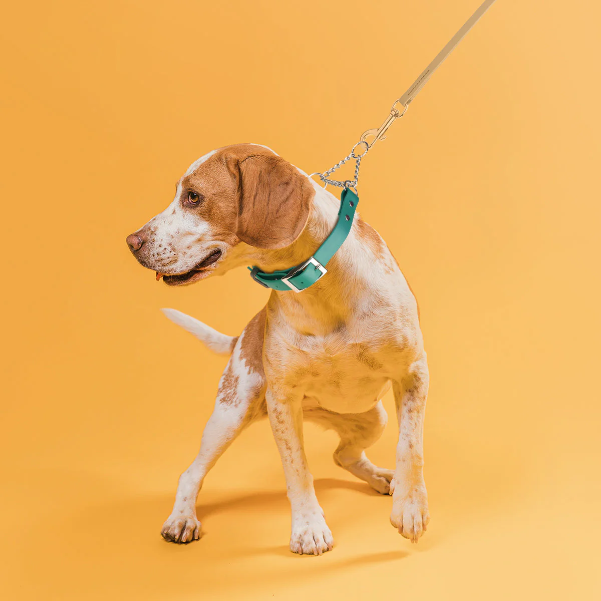 Biothane Adjustable Martingale Collar with Metal Buckle - Image 5