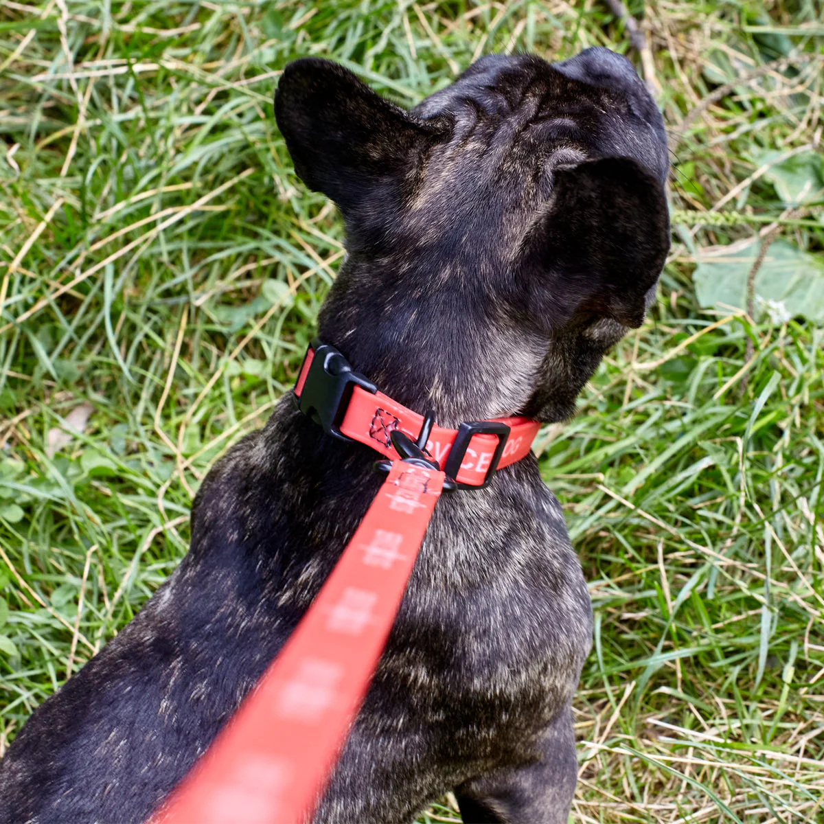 Biothane Service Dog Collar Or Leash - Image 4