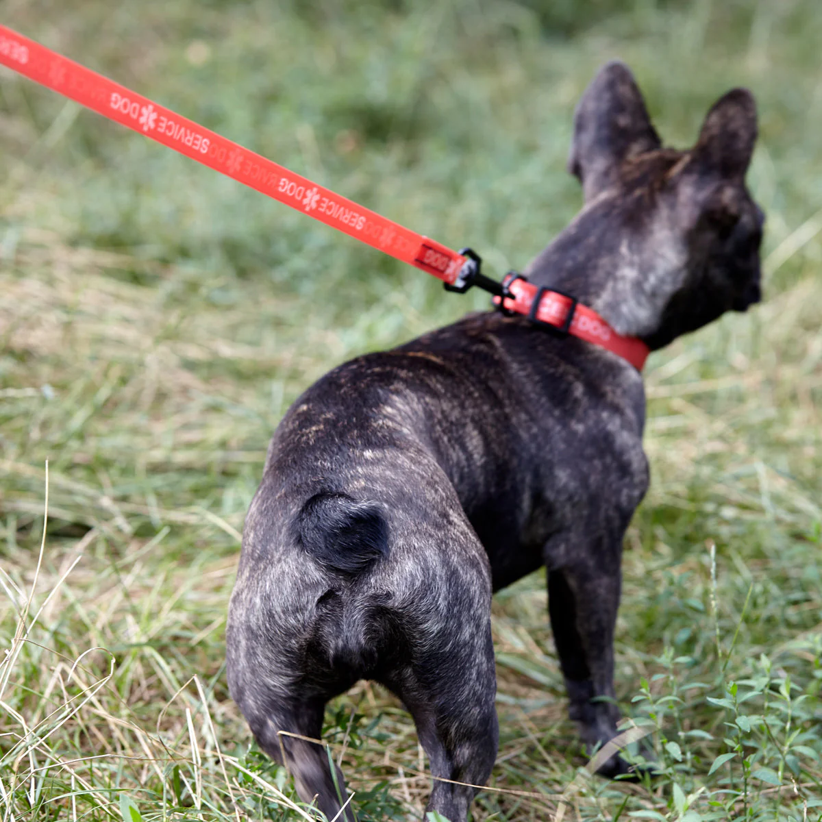Biothane Service Dog Collar Or Leash - Image 6