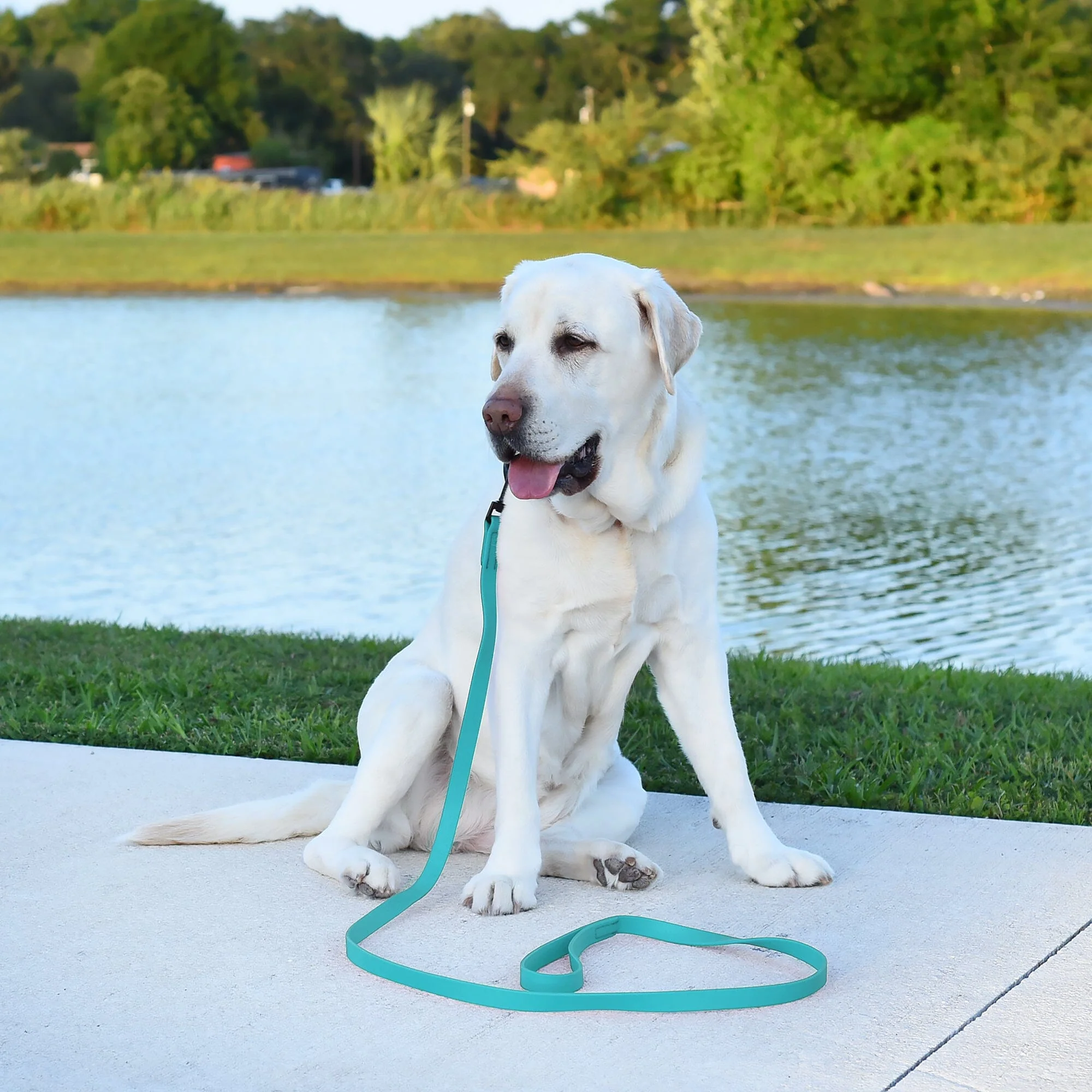 Biothane Waterproof Traffic Lead for Dogs, 2 ft - Image 3