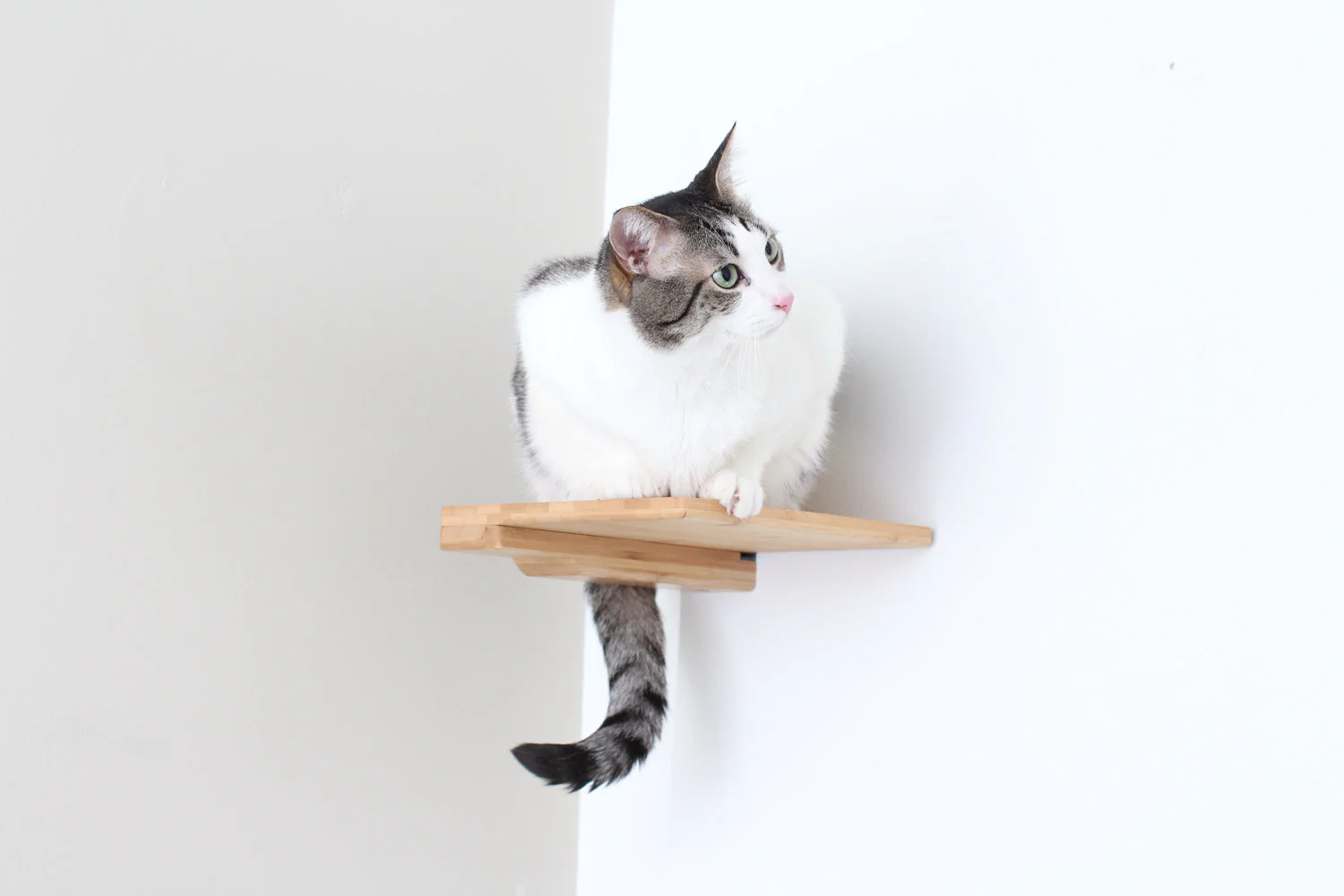 Catastrophic Creations Cat Climbing Shelf - Image 4