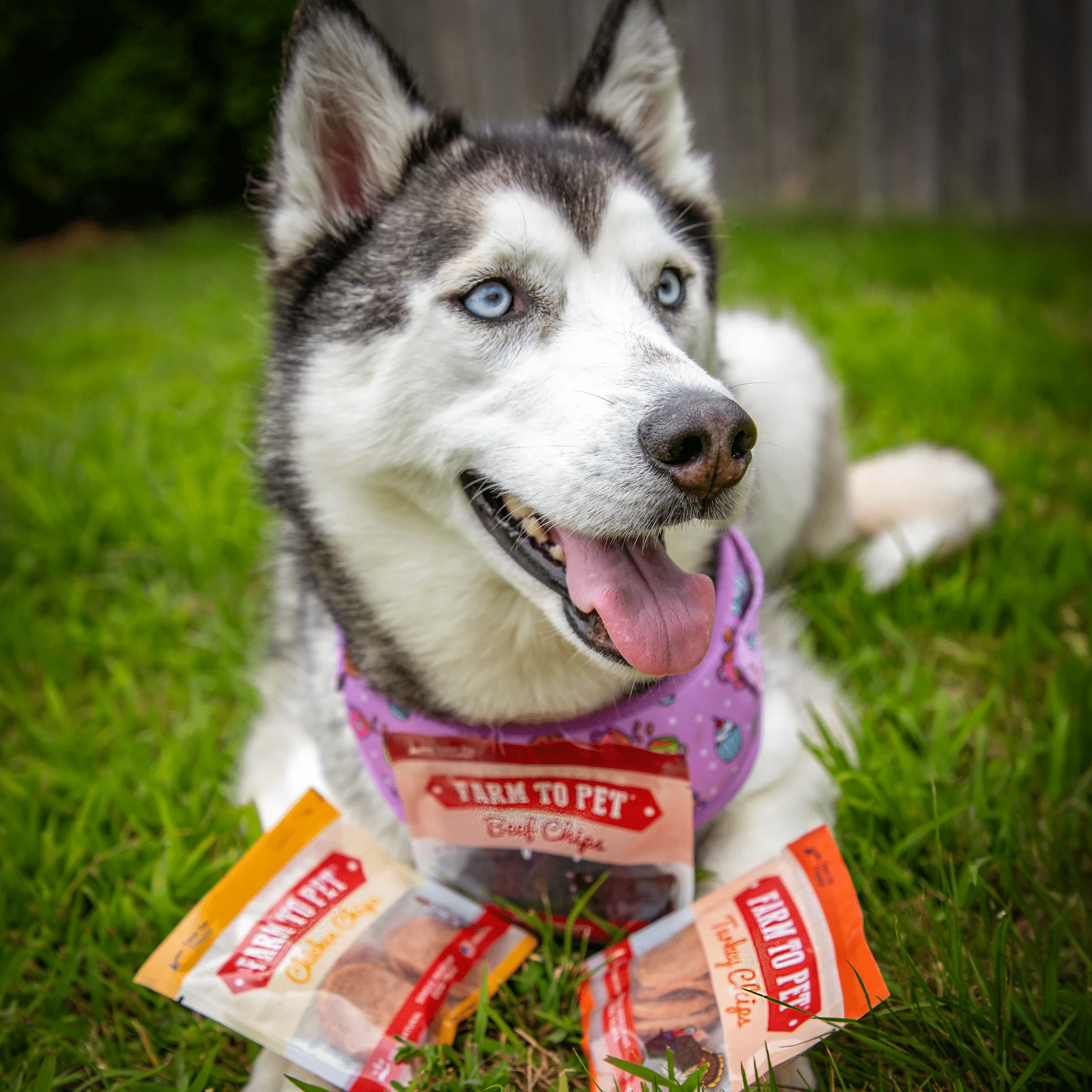 Chicken, Turkey, & Beef Snack Pack Trio - Image 6