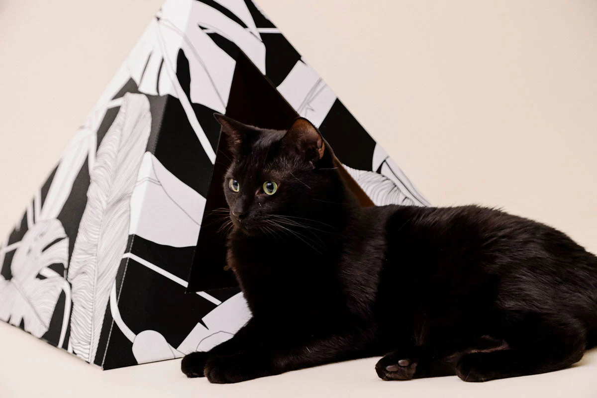 Kitty Kardboard® 'Dark Paradise' Cat Pyramid - Image 4