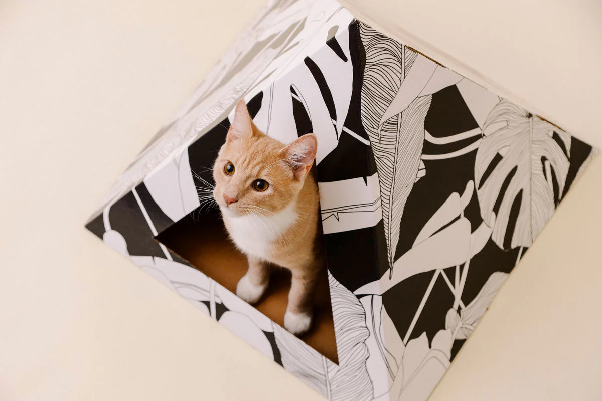 Kitty Kardboard® 'Dark Paradise' Cat Pyramid - Image 6