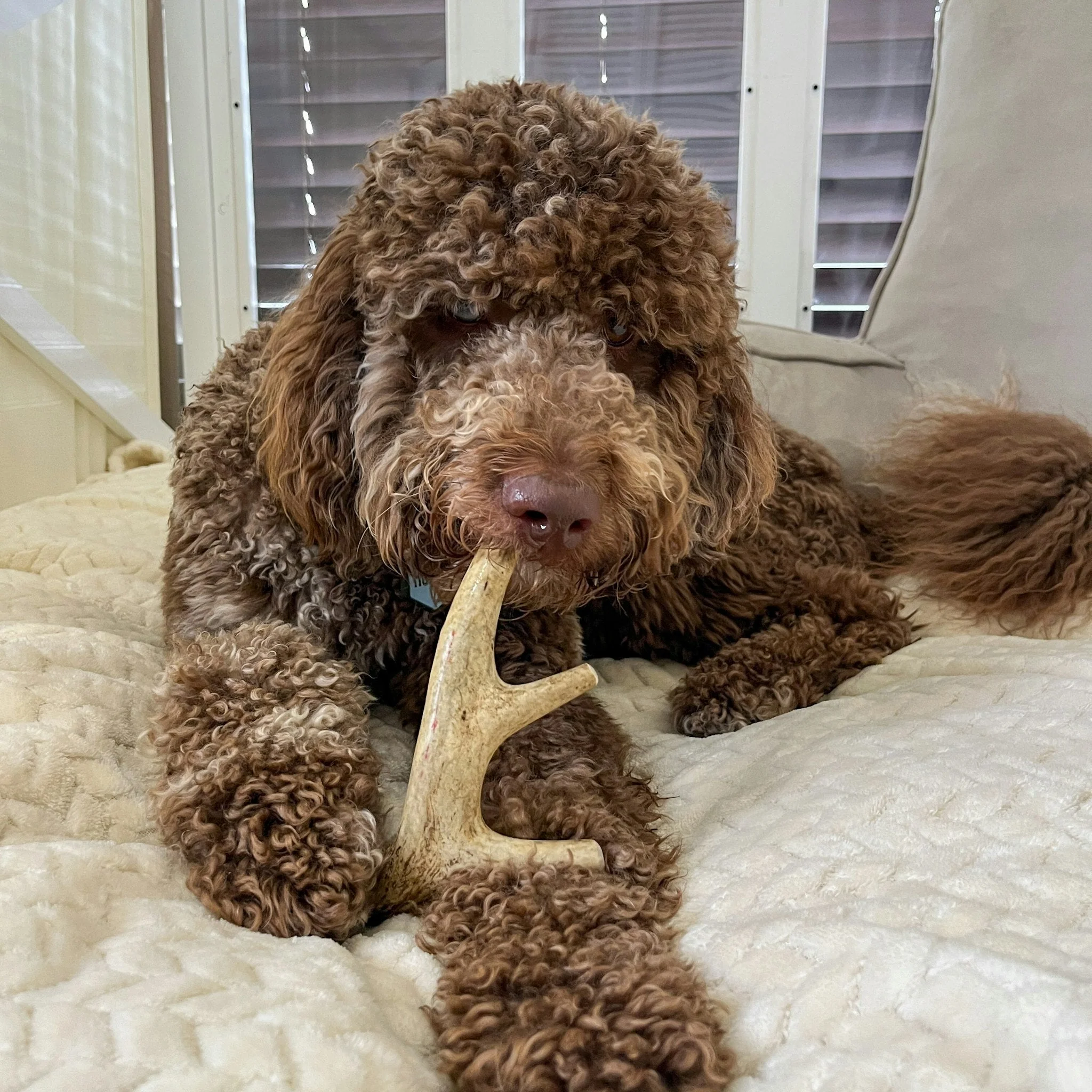 Deer Antlers for Dogs - Image 17