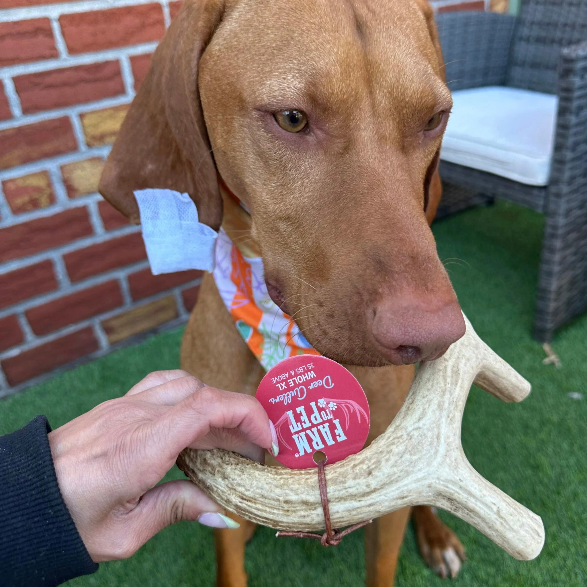 Deer Antlers for Dogs - Image 6