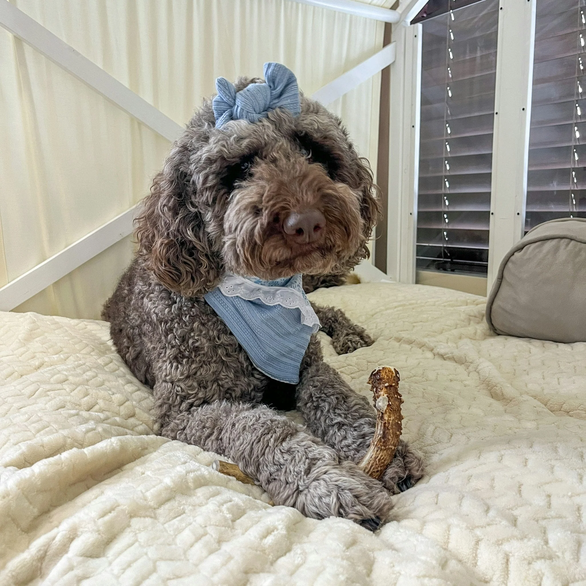 Deer Antlers for Dogs - Image 7