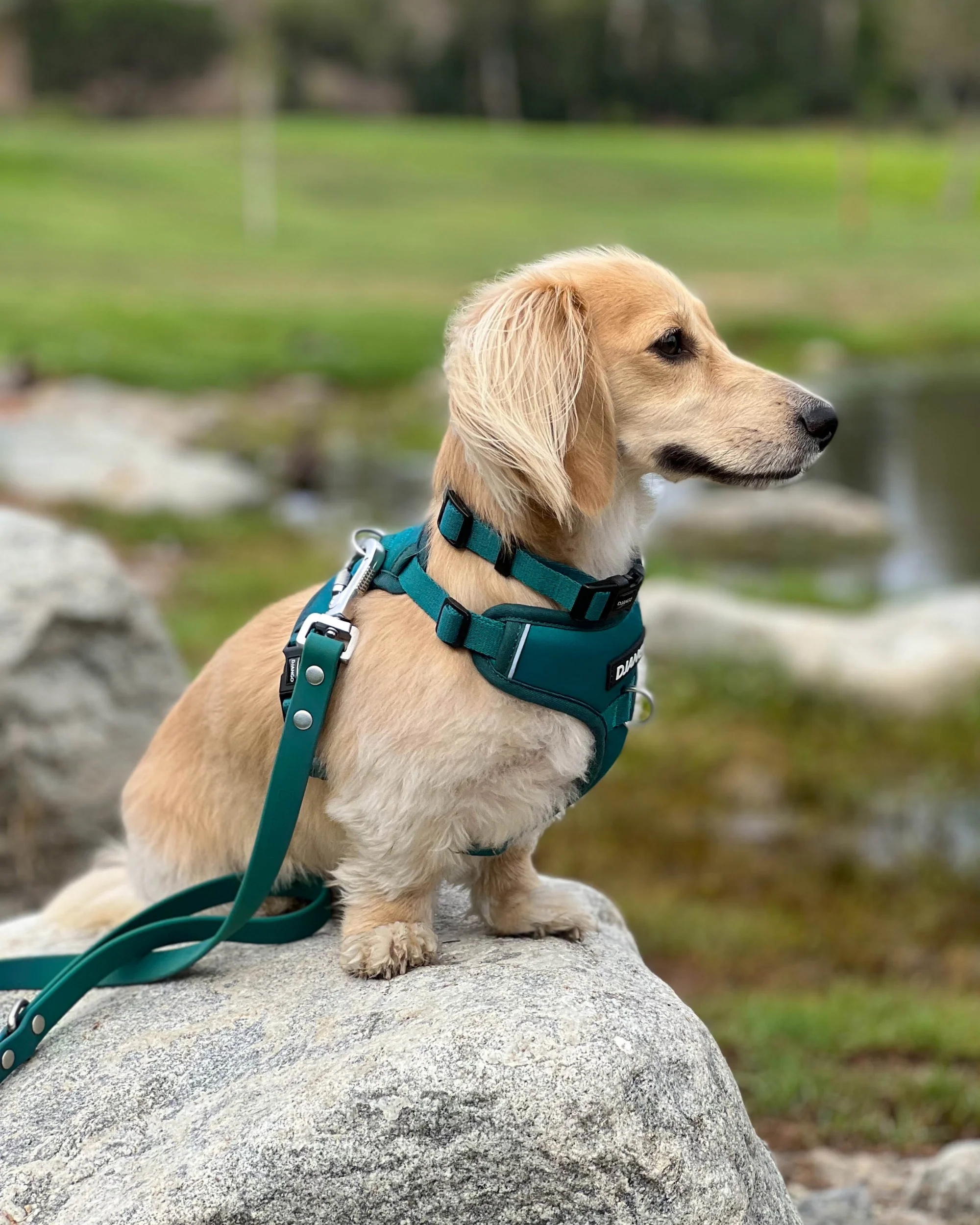 DJANGO Tahoe No Pull Dog Harness - Image 10