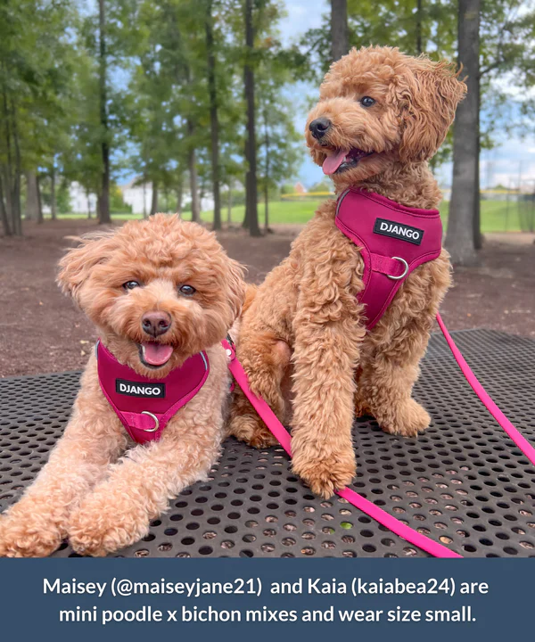 DJANGO Tahoe No Pull Dog Harness - Image 16