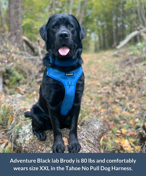 DJANGO Tahoe No Pull Dog Harness - Image 18