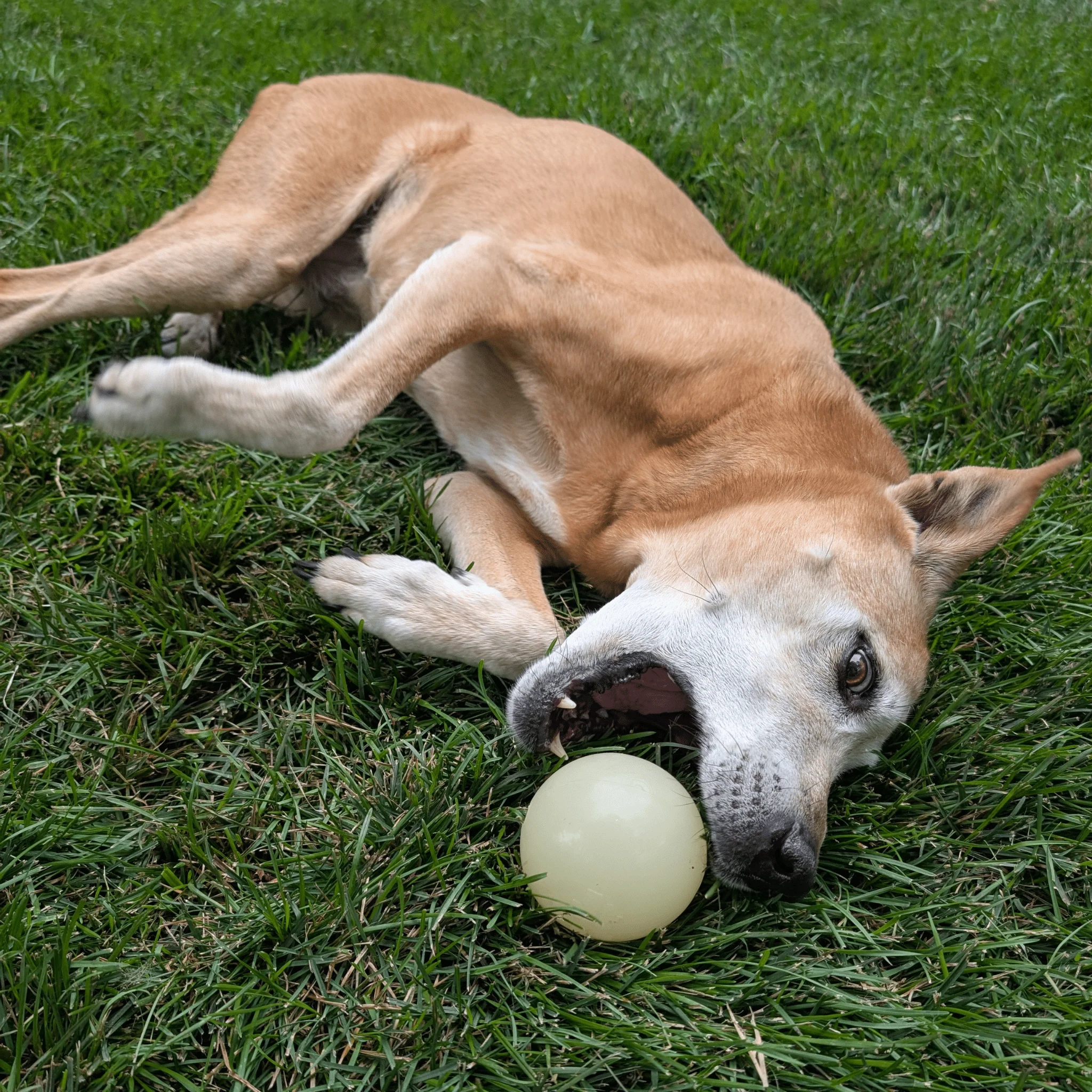 Dog Fetch Balls - Image 12