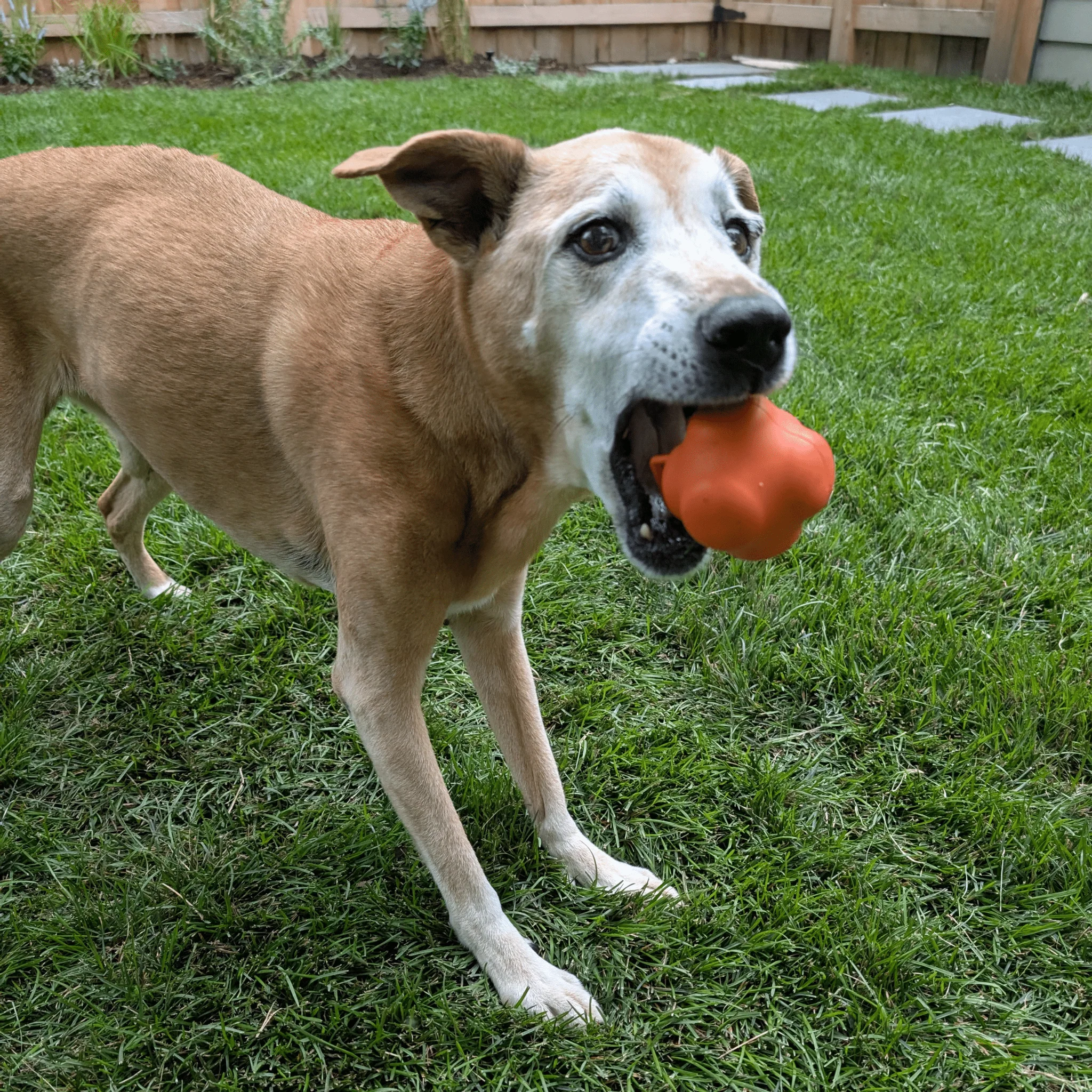 Dog Fetch Balls - Image 17