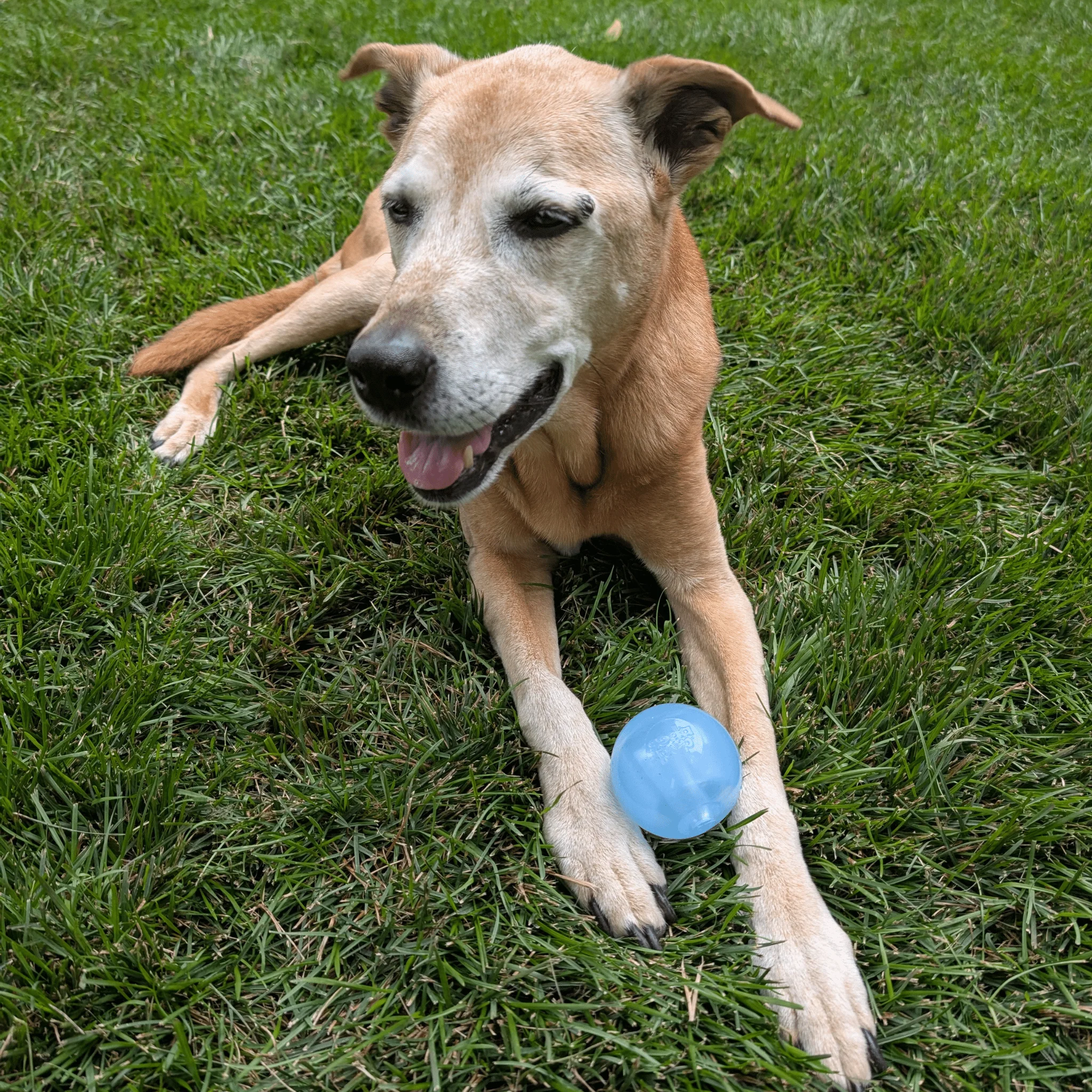 Dog Fetch Balls - Image 6