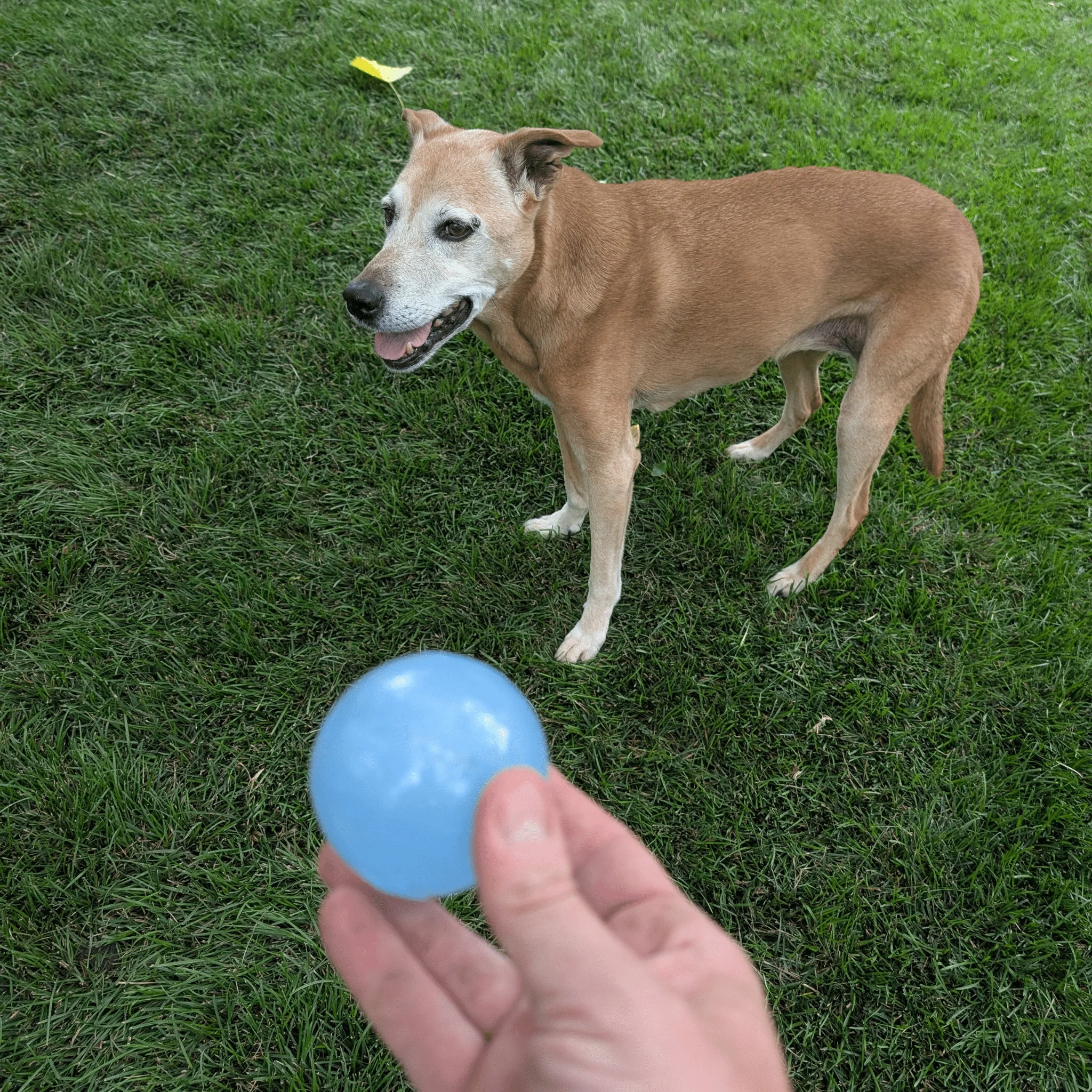 Dog Fetch Balls - Image 7
