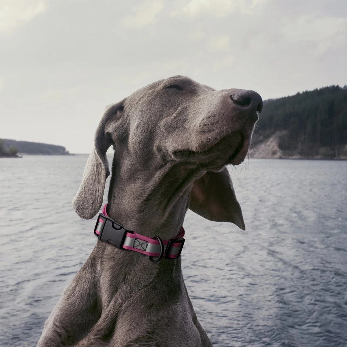 Dogline Biothane Reflective Dog Collar with Quick Release Buckle - Image 3