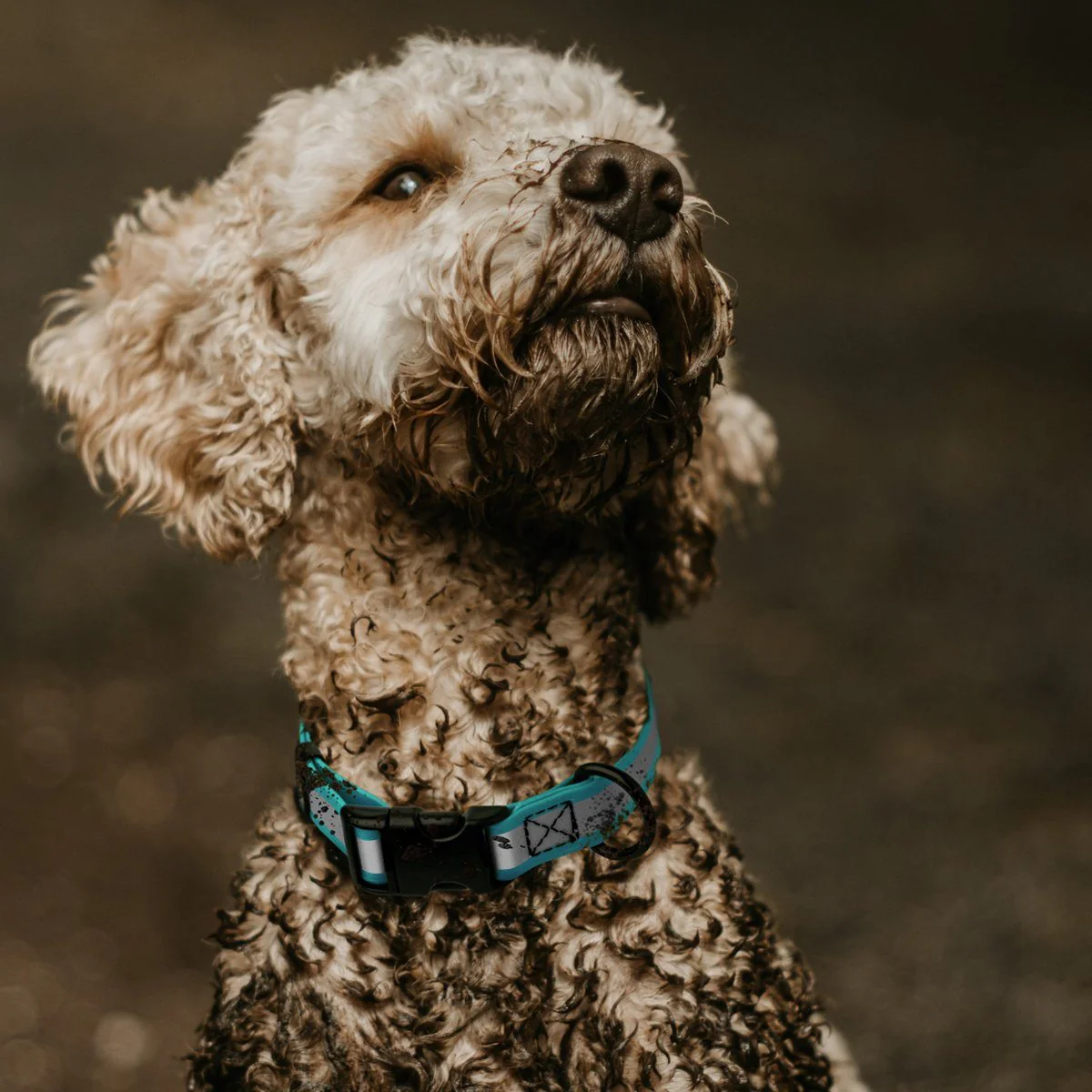 Dogline Biothane Reflective Dog Collar with Quick Release Buckle - Image 4