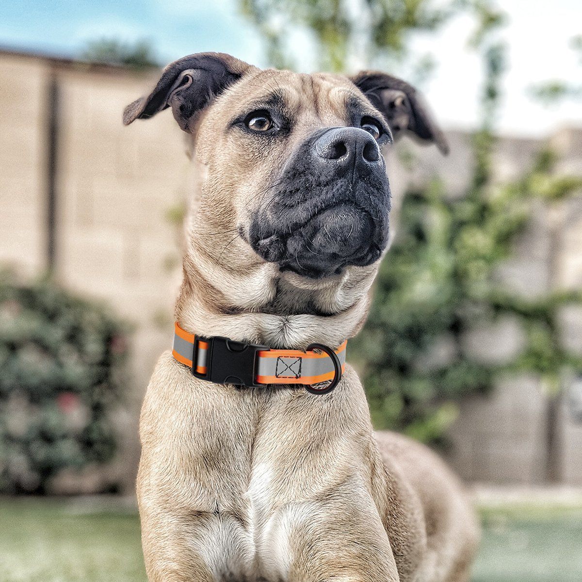 Dogline Biothane Reflective Dog Collar with Quick Release Buckle - Image 5