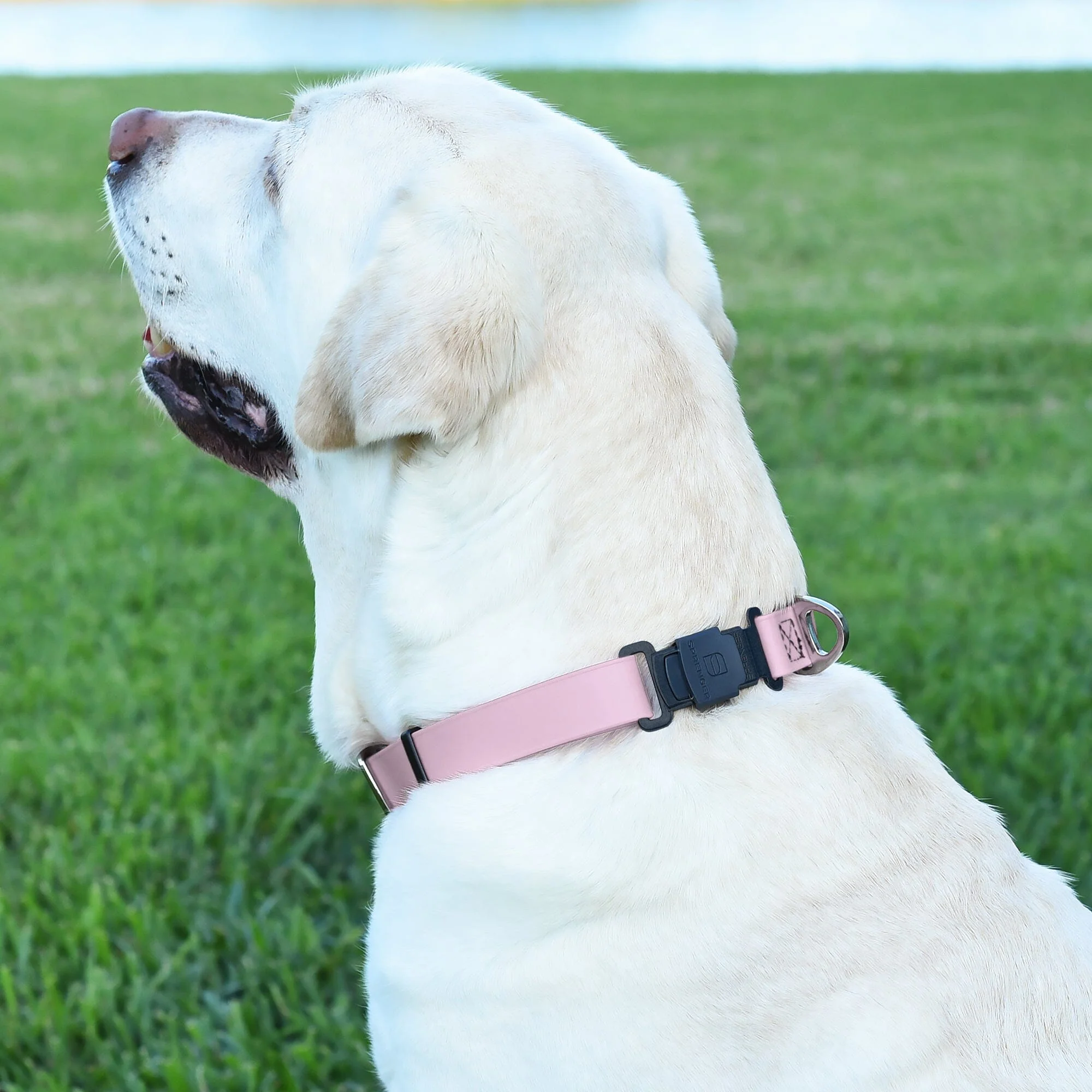 Dogline Biothane Waterproof Dog Collar with Herm Sprenger Stainless Steel Quick Release Buckle - Image 3