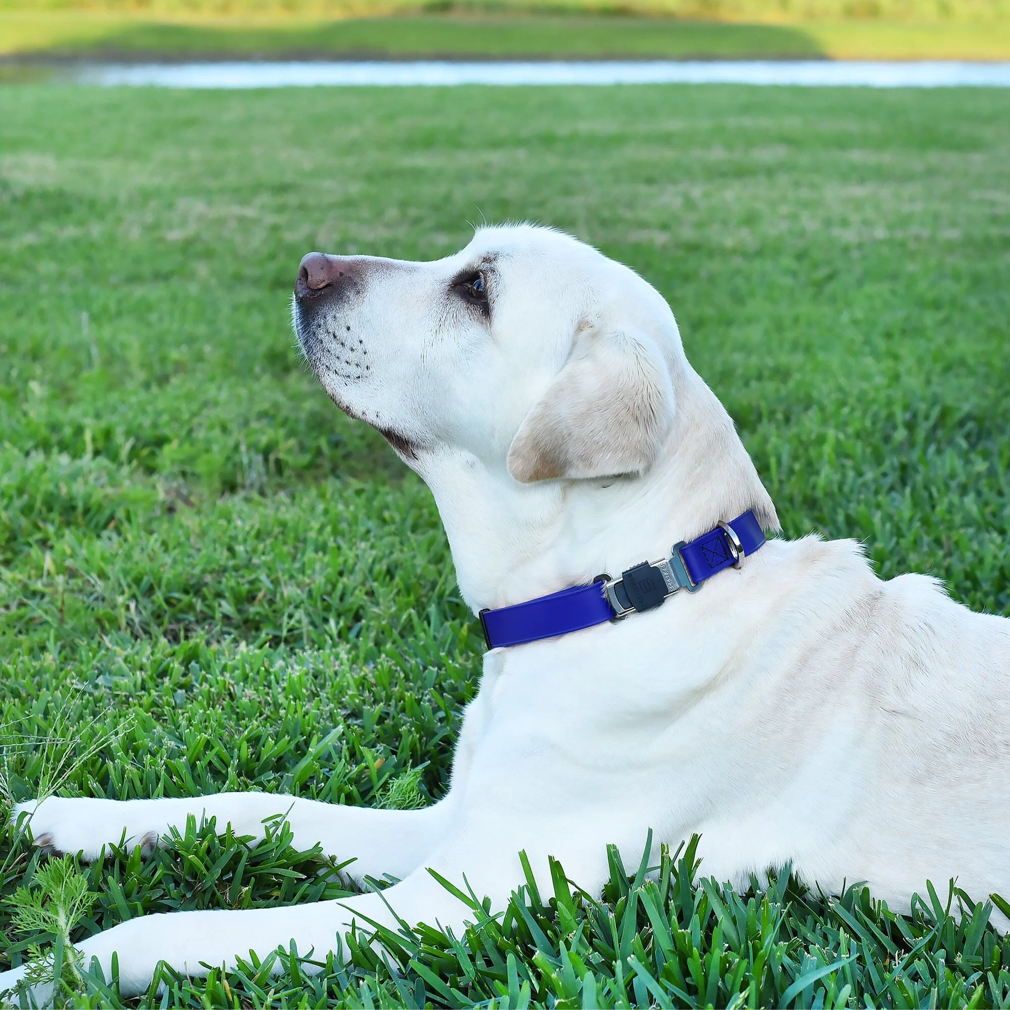 Dogline Biothane Waterproof Dog Collar with Herm Sprenger Stainless Steel Quick Release Buckle - Image 4