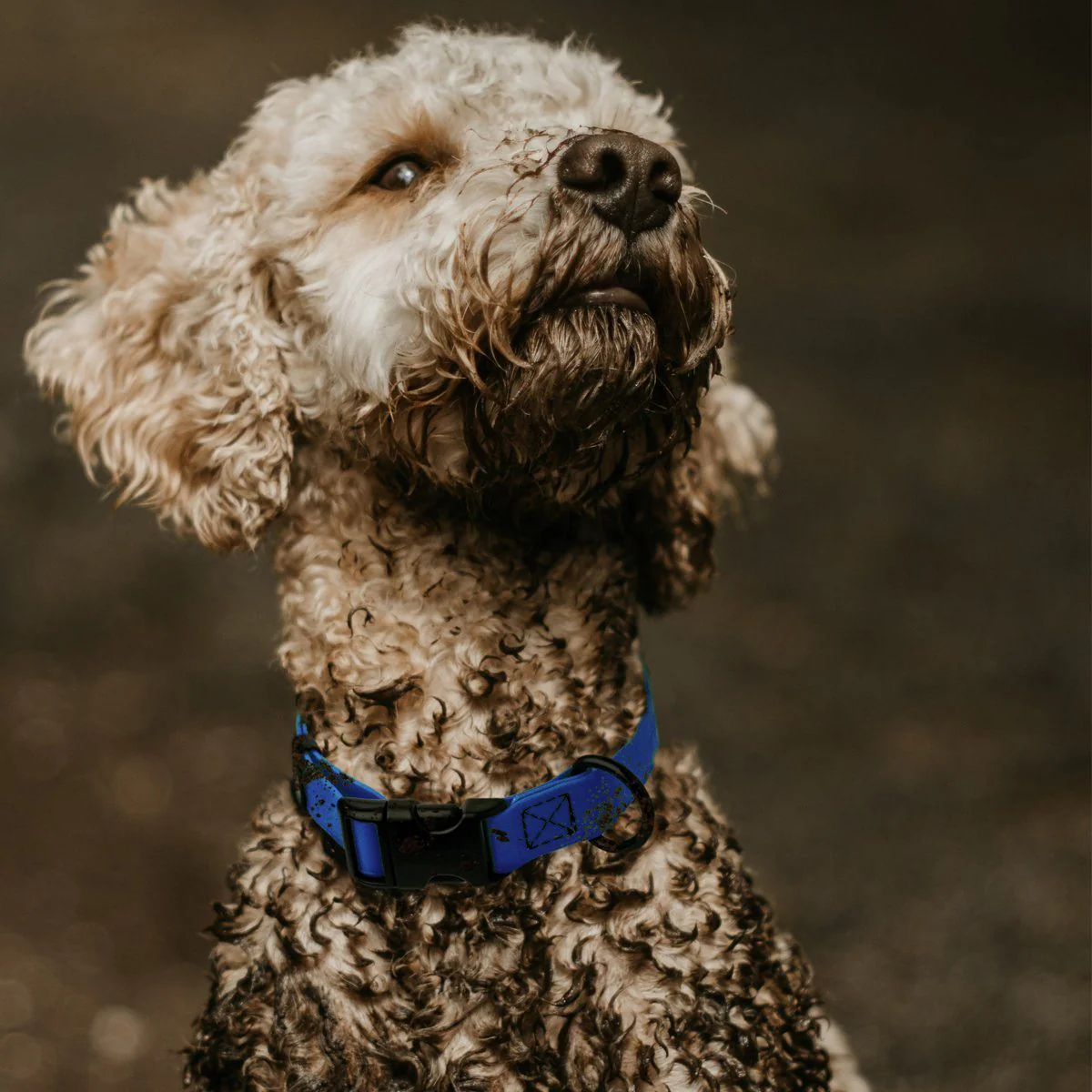 Dogline Biothane Waterproof Dog Collar with Quick Release Buckle - Image 6