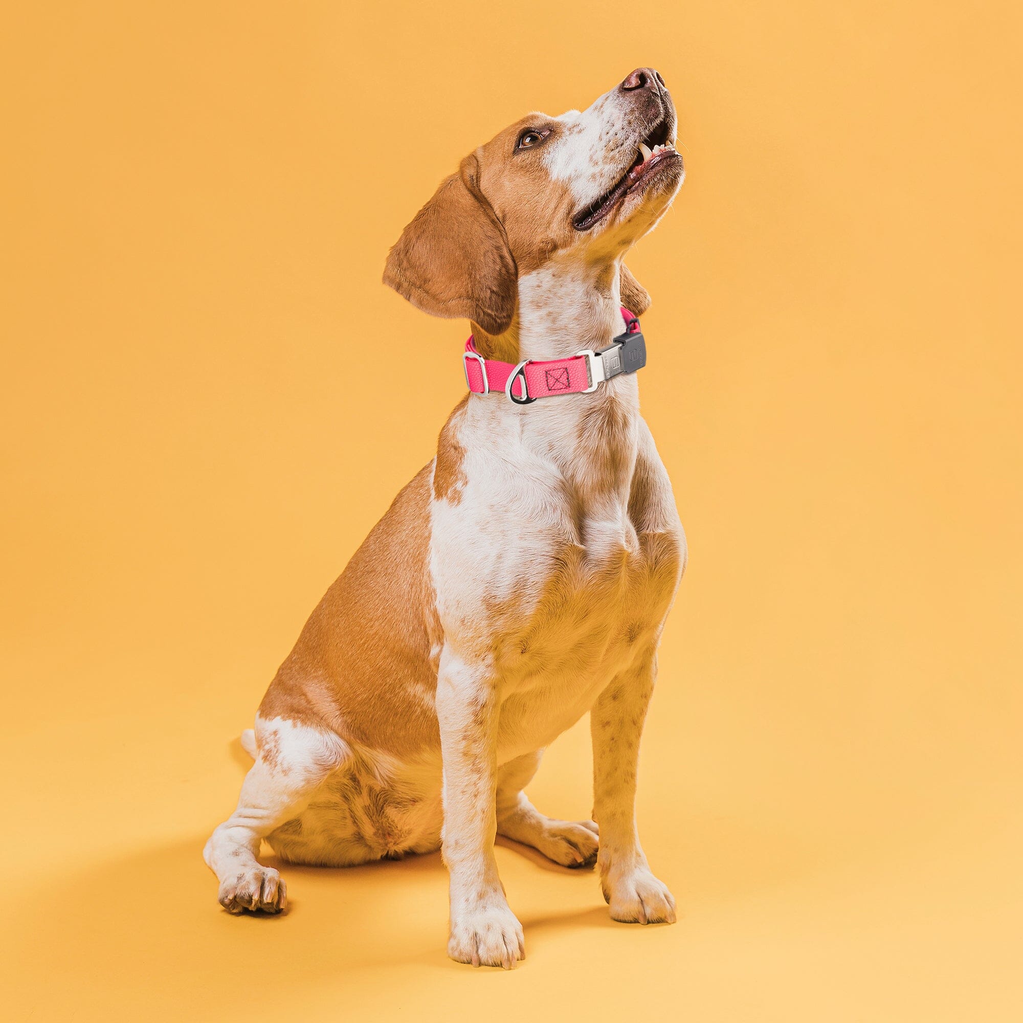 Dogline Pebble Emboss Biothane Dog Collar with Herm Sprenger Stainless Steel ClicLock Buckle - Image 4