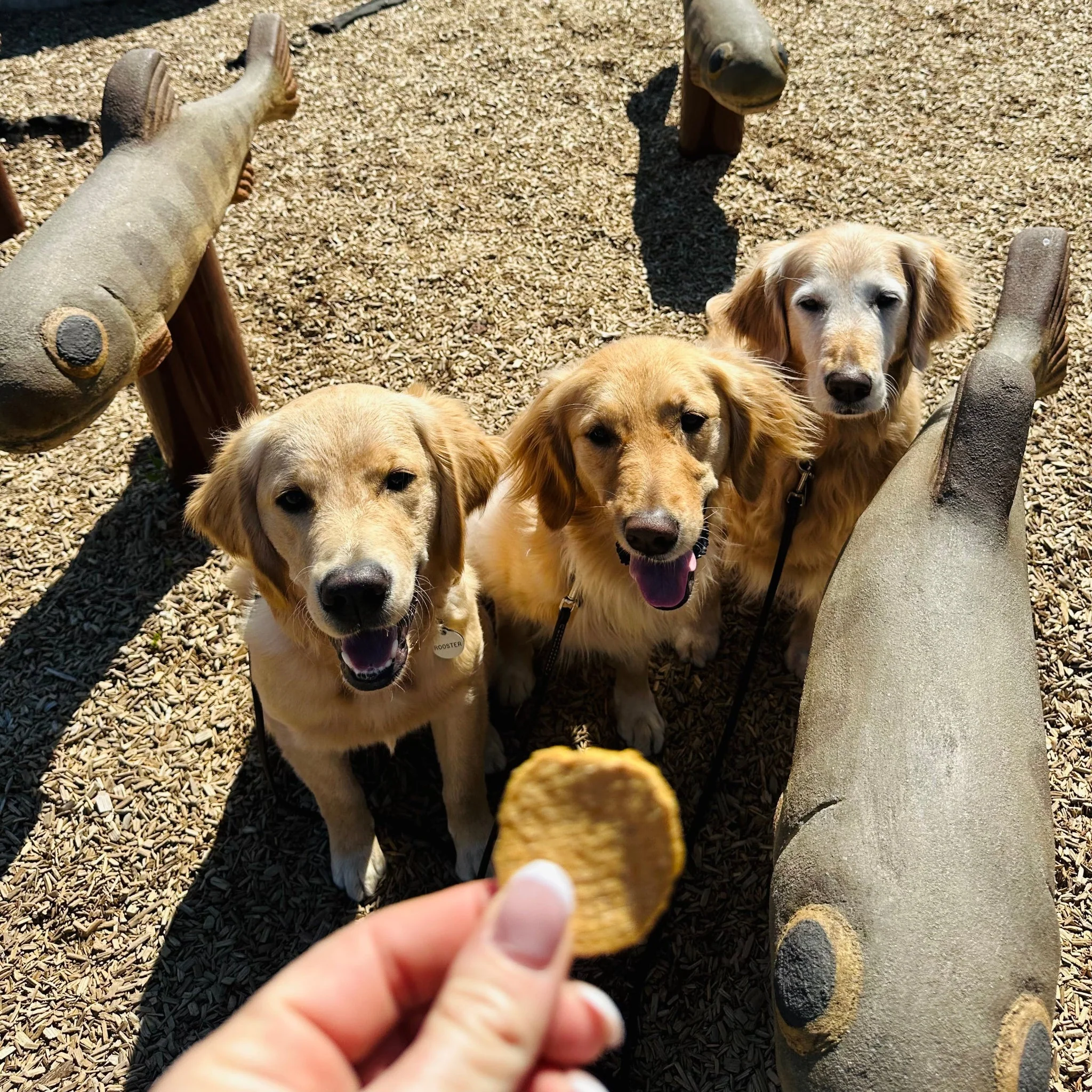 Fish Chips for Dogs | Wild-Caught Fish Dog Treats - Image 5