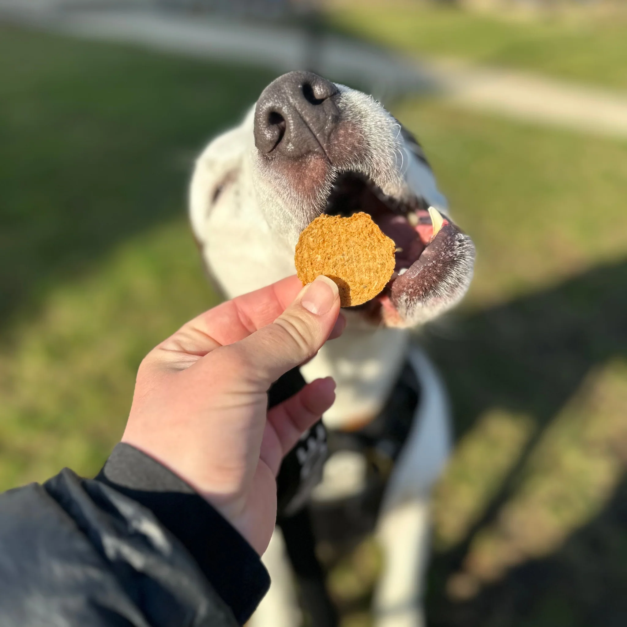 Fish Chips for Dogs | Wild-Caught Fish Dog Treats - Image 8