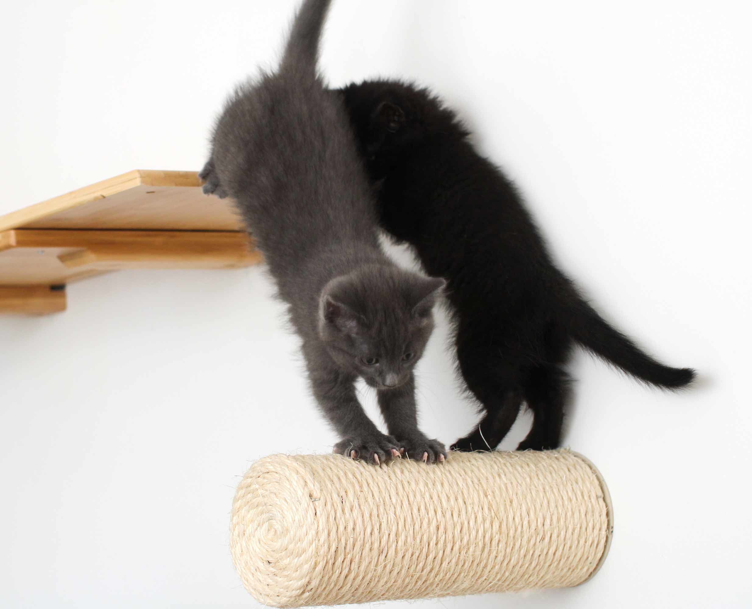 Catastrophic Creations Floating Cat Step for Wall - Image 3