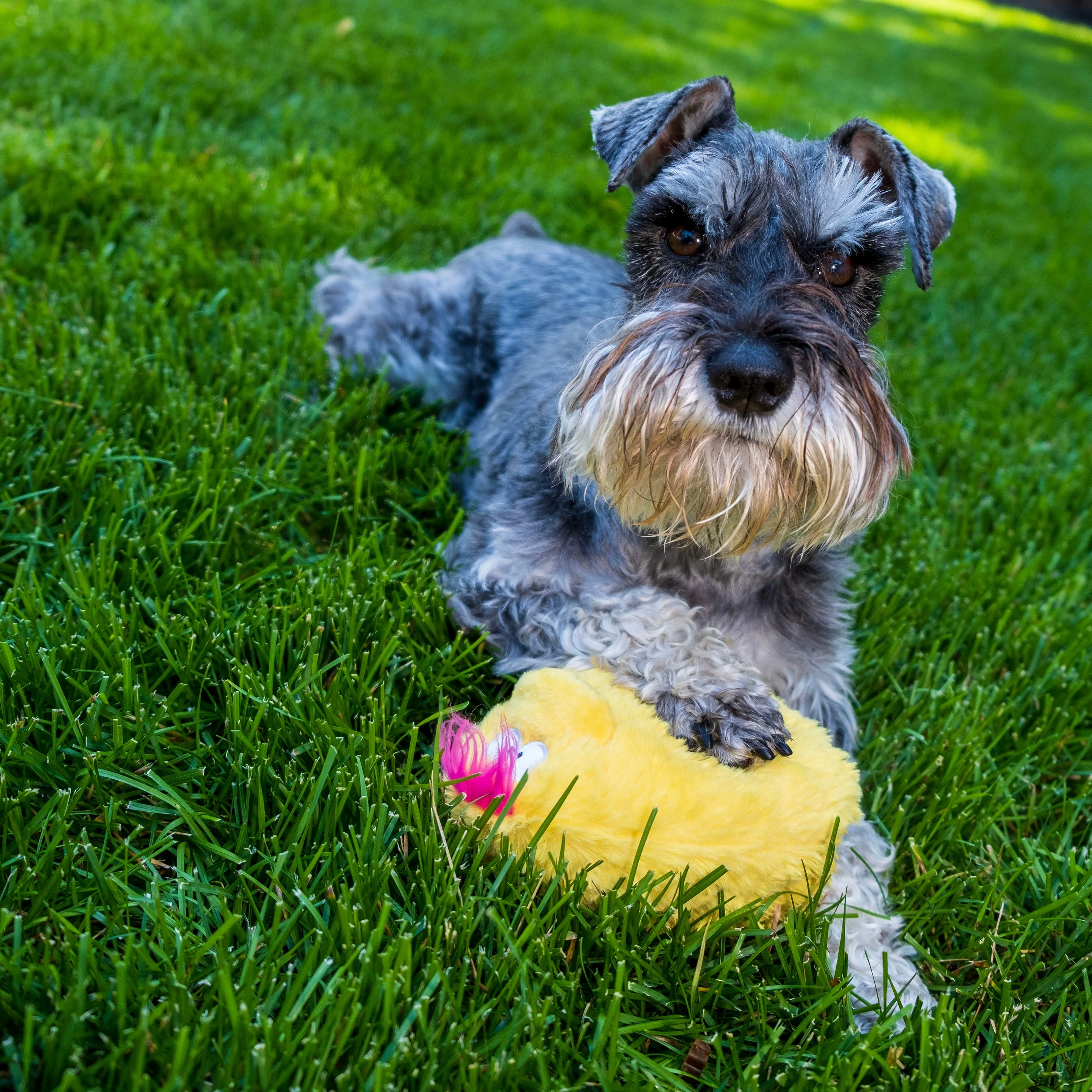 Gumdropimalz: Fun Dog Toy Grunters by DogGoods ™ - Image 22