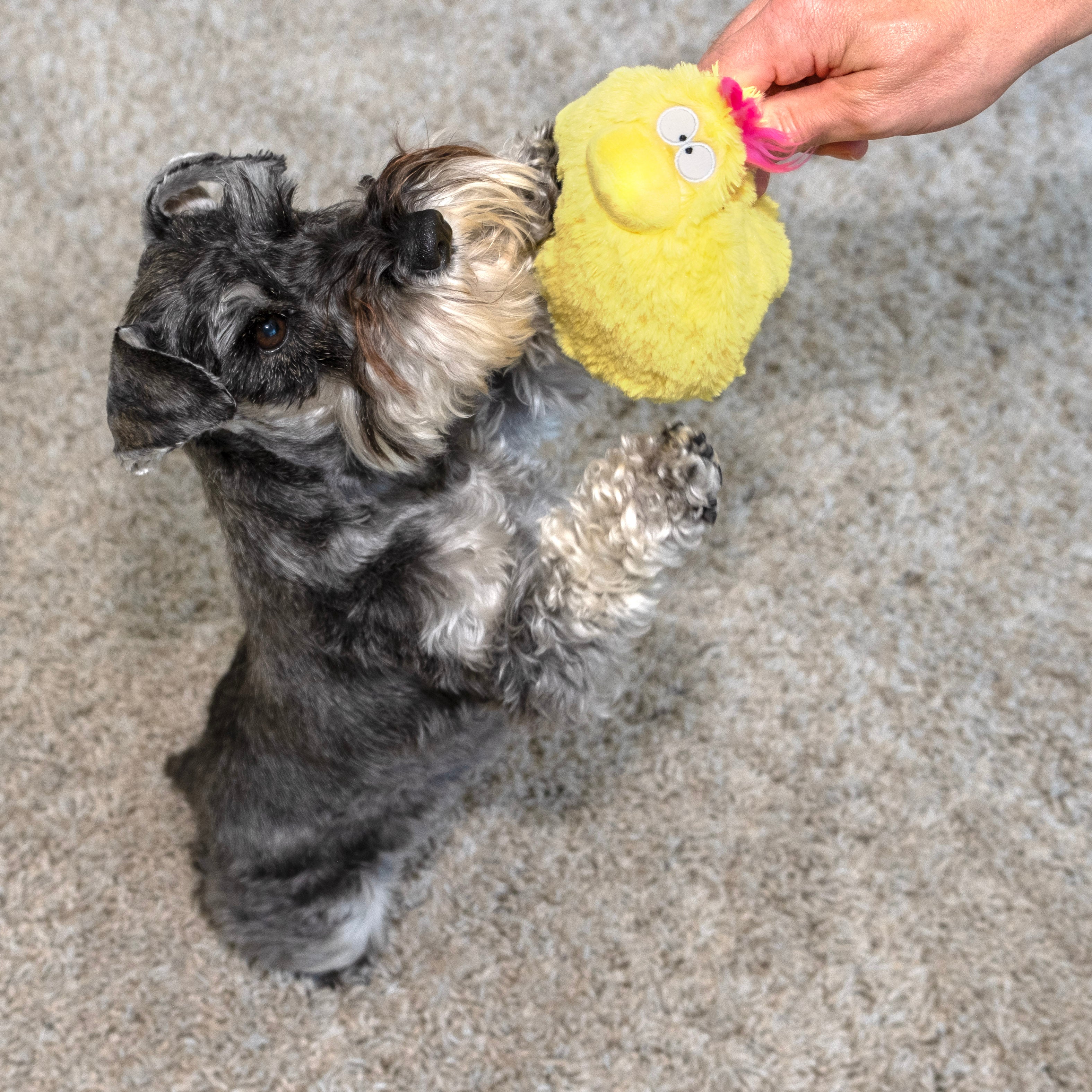 Gumdropimalz: Fun Dog Toy Grunters by DogGoods ™ - Image 25