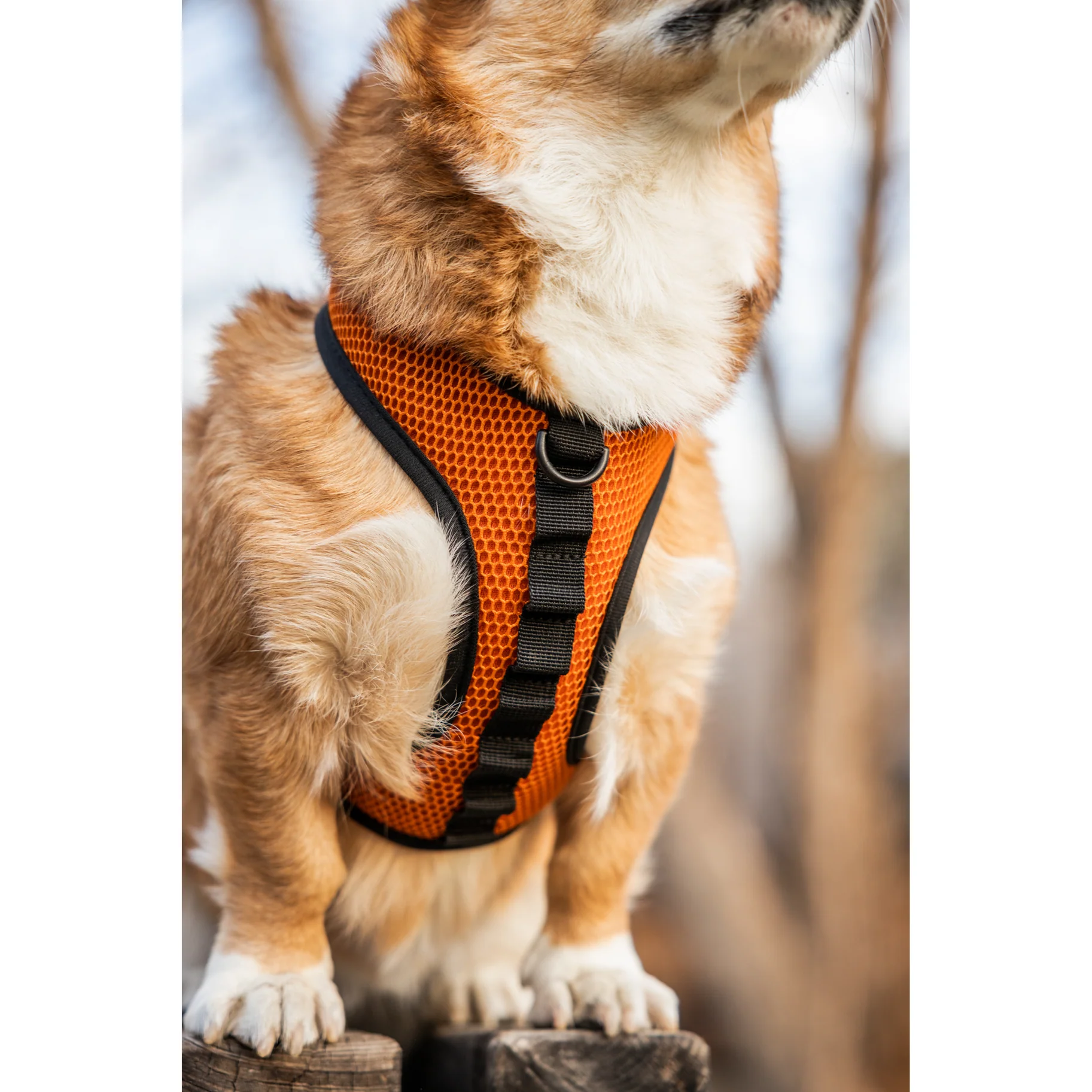 K9 Sport Harness - Image 12