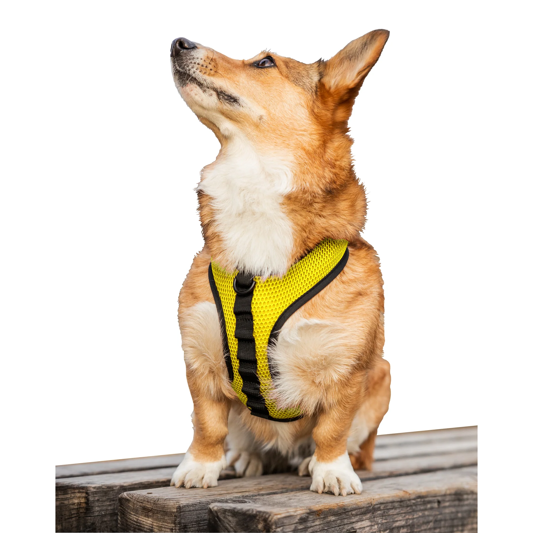 K9 Sport Harness - Image 3