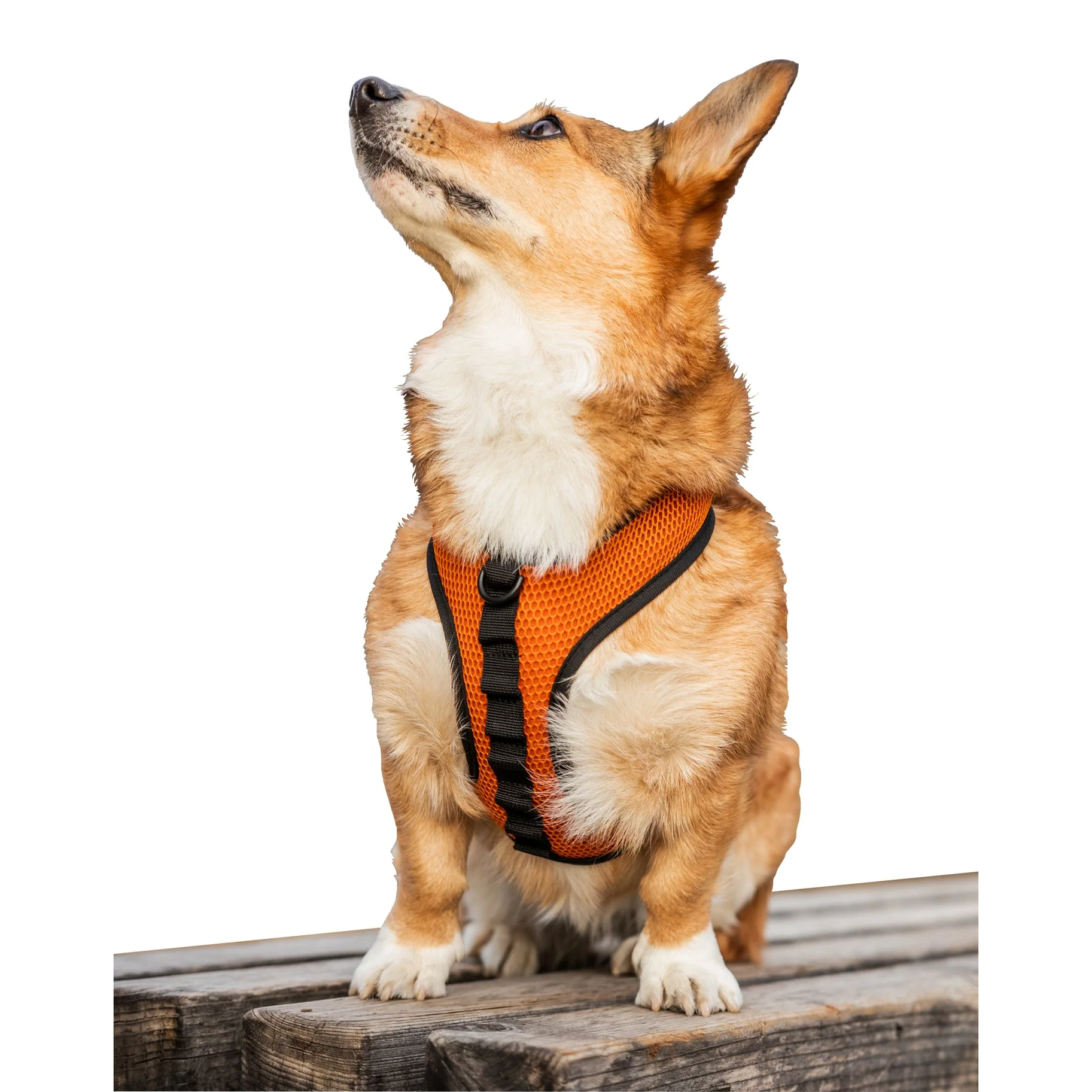 K9 Sport Harness - Image 4