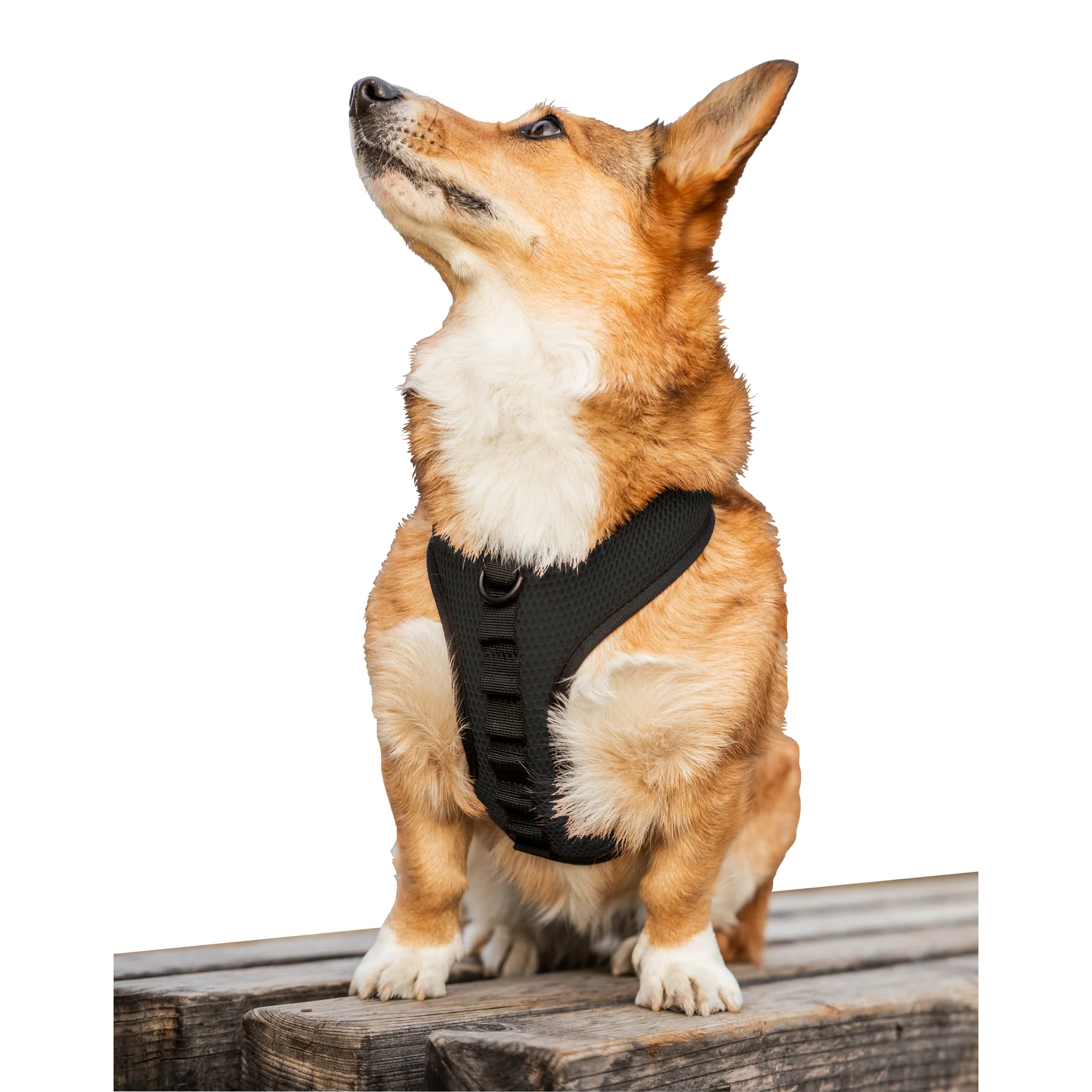 K9 Sport Harness - Image 5