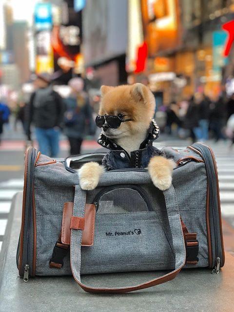 Mr. Peanut's Gold Series Standard Size Airline Compliant Pet Carrier - Image 3