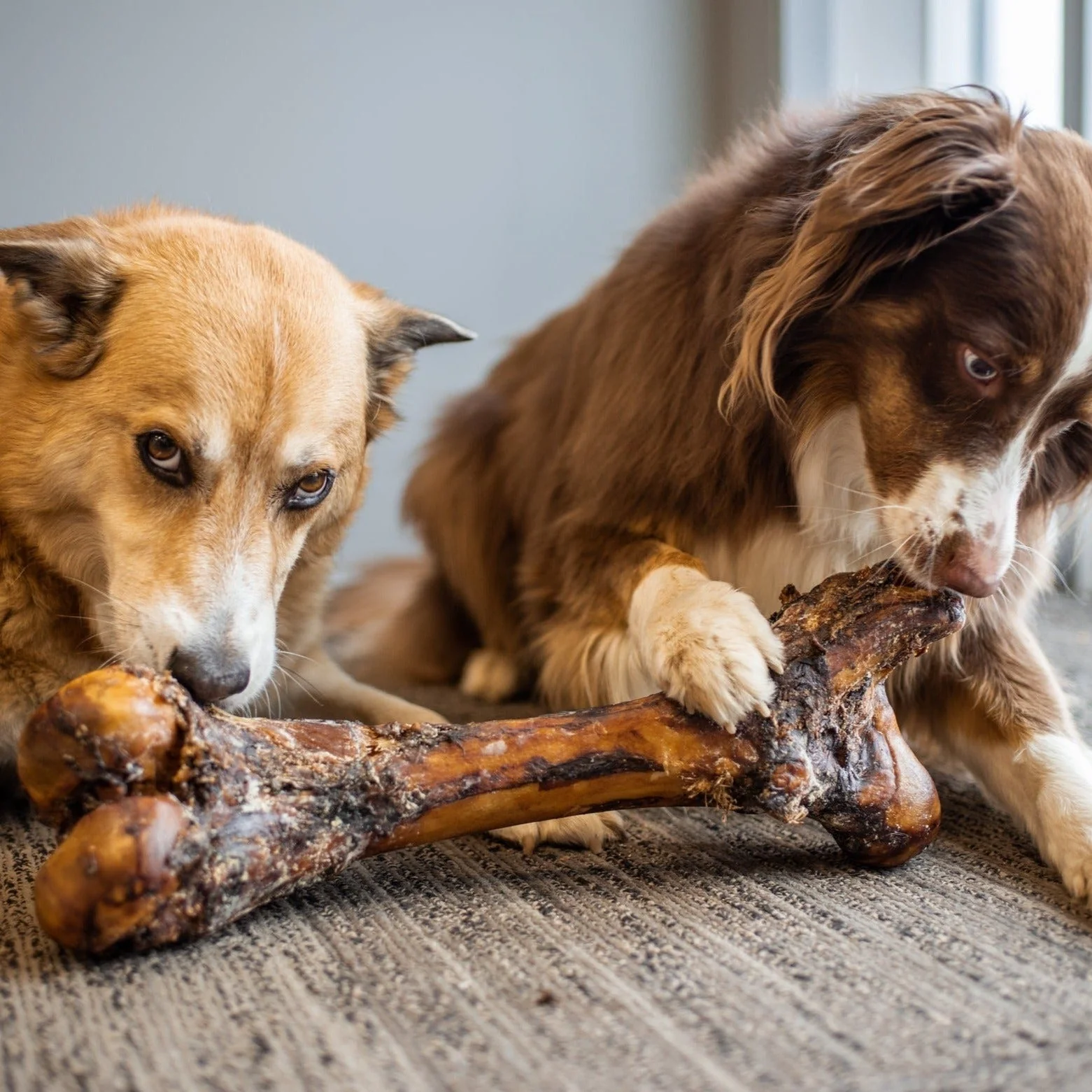 Bully Bunches Monster Femur Bone - Image 3