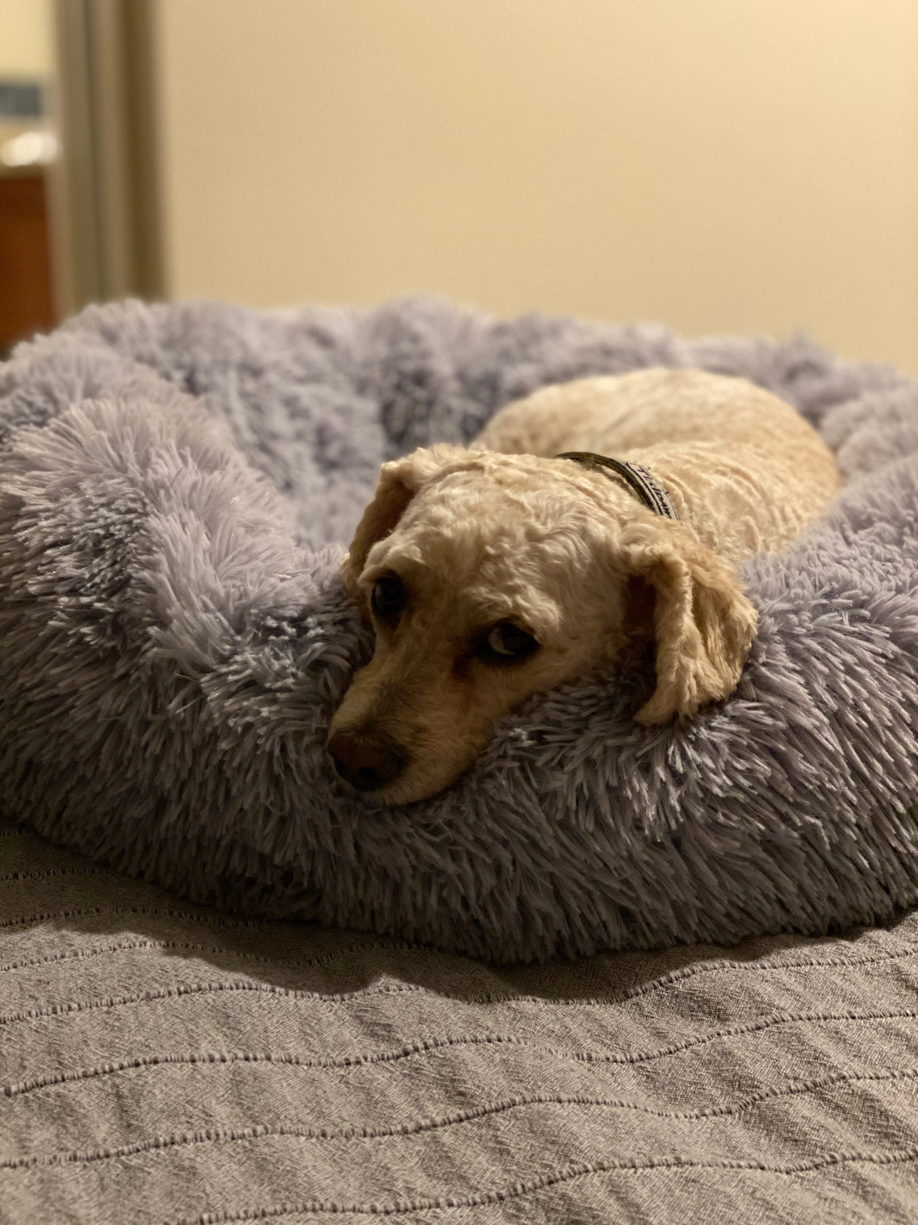 Mr. Peanut's 28" OrthoPlush® Pet Bed - Snowflake White Two Tone - Image 15