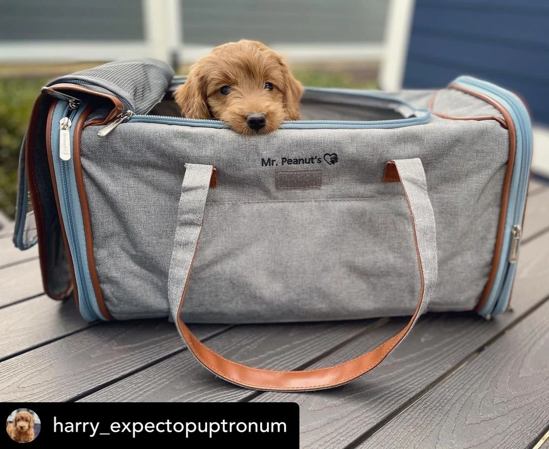 Mr. Peanut's Gold Series Big Apple XL Expandable Pet Carrier V3.0 - Image 12