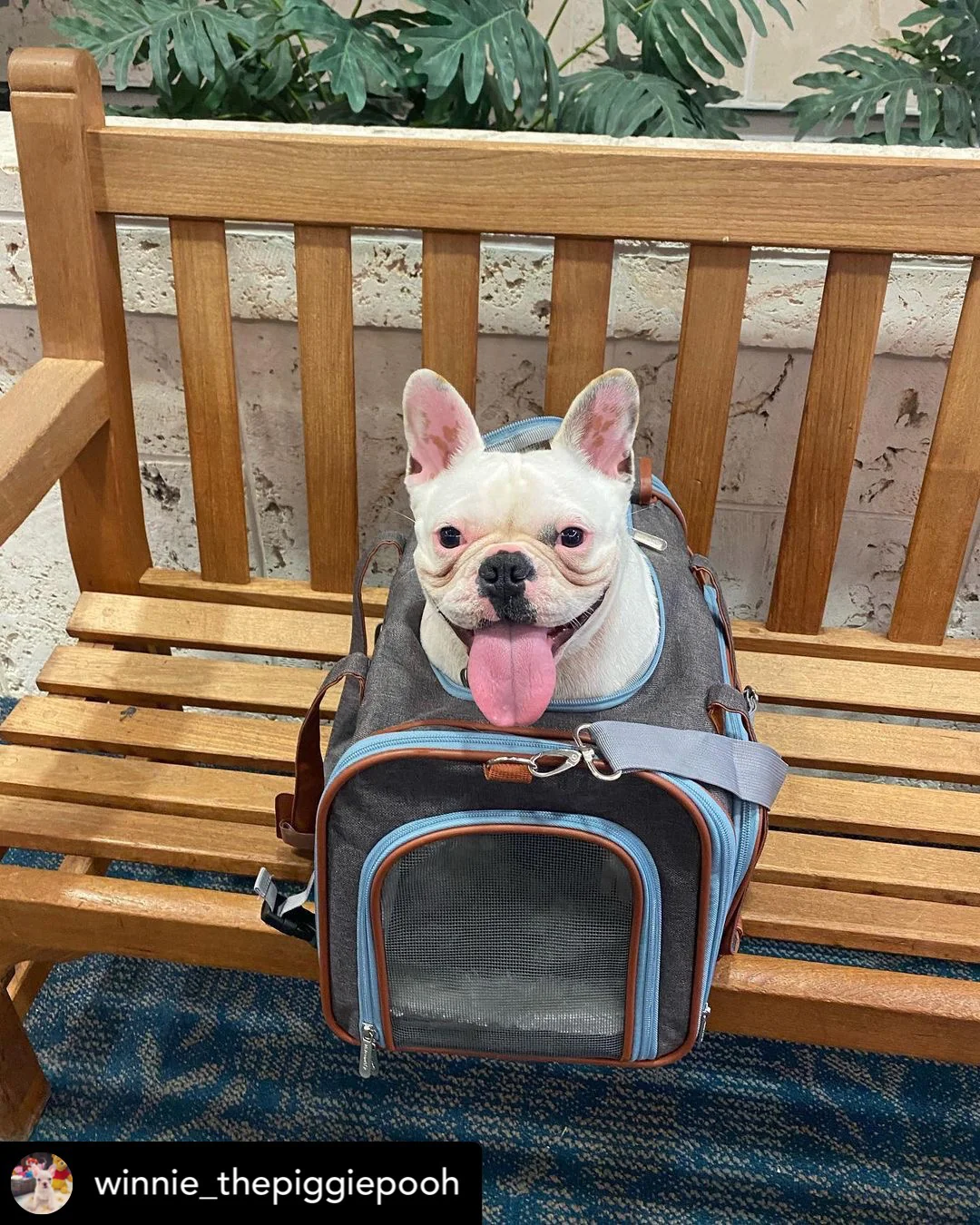 Mr. Peanut's Gold Series Big Apple XL Expandable Pet Carrier V3.0 - Image 4