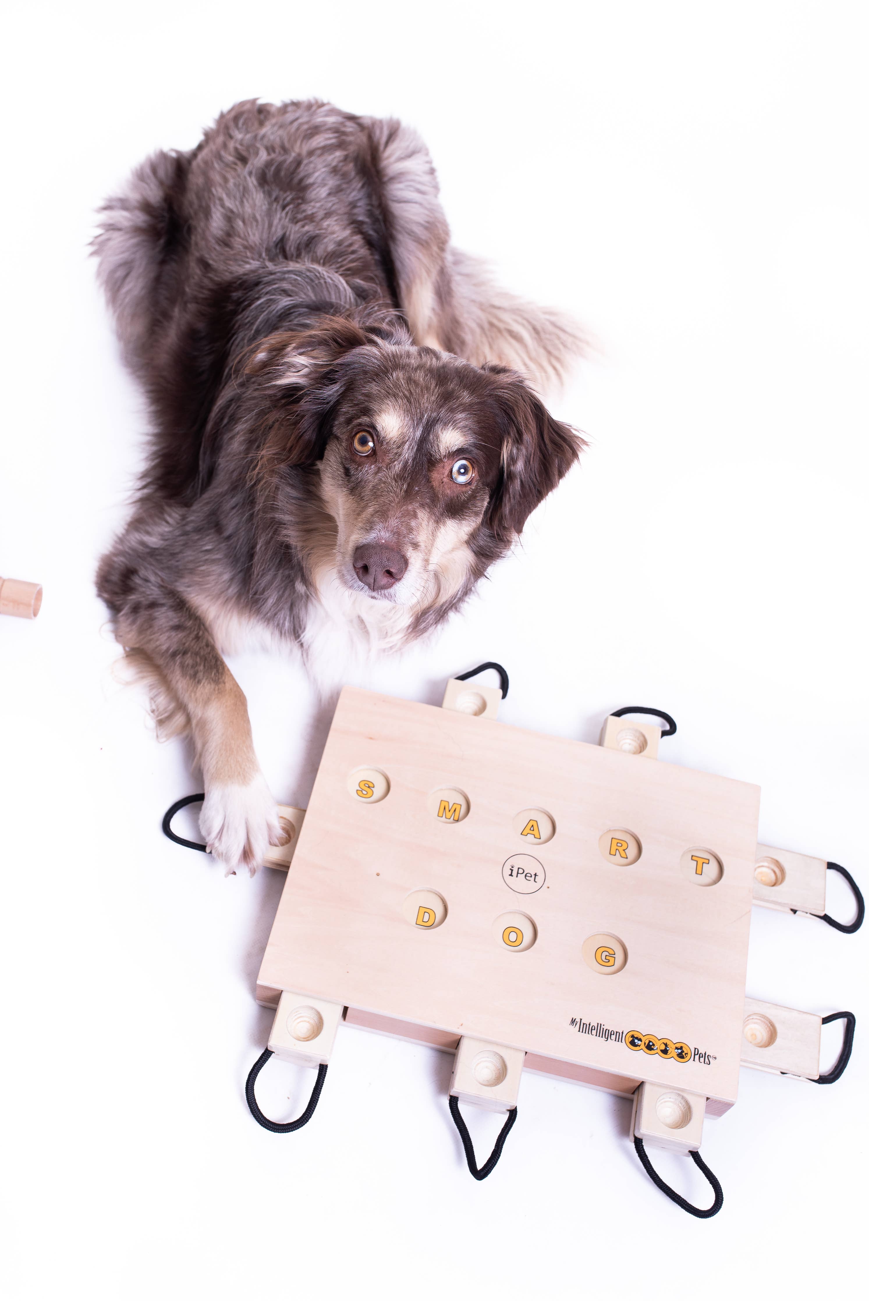 IPet Smart Dog - Challenging Interactive Game for Dogs by My Intelligent Dogs - Image 3
