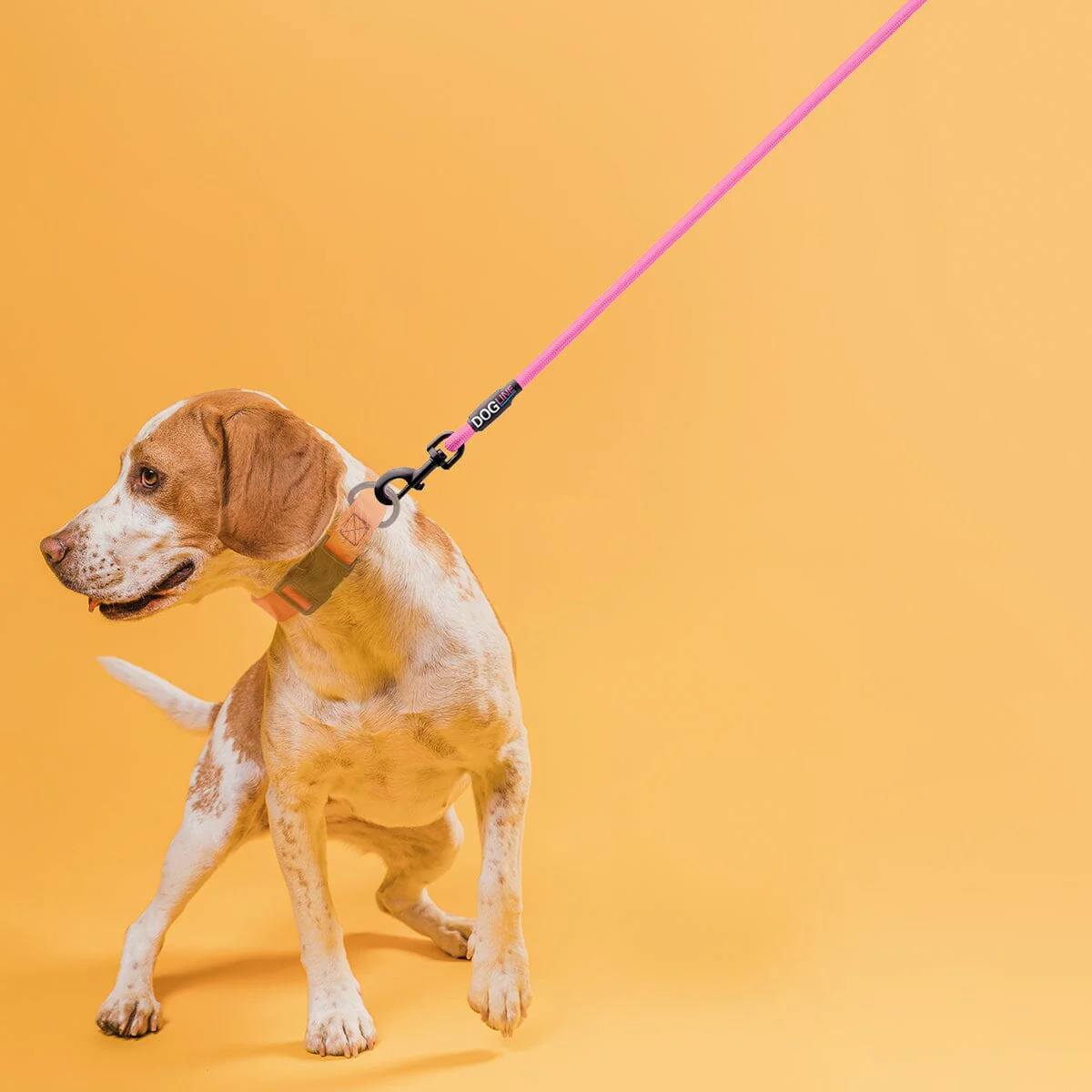 Nylon Round Dog Lead - Image 3